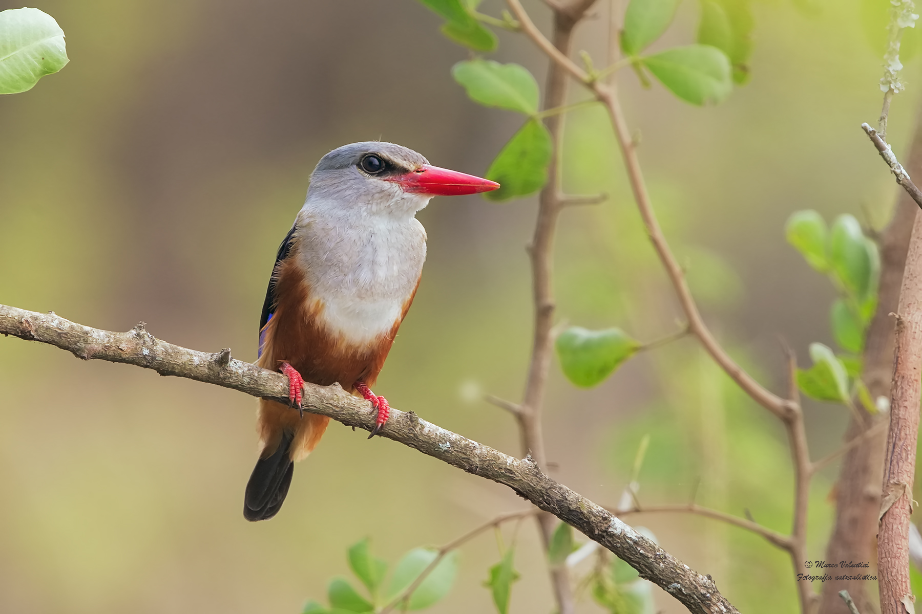 Grey-headed Kingfisher