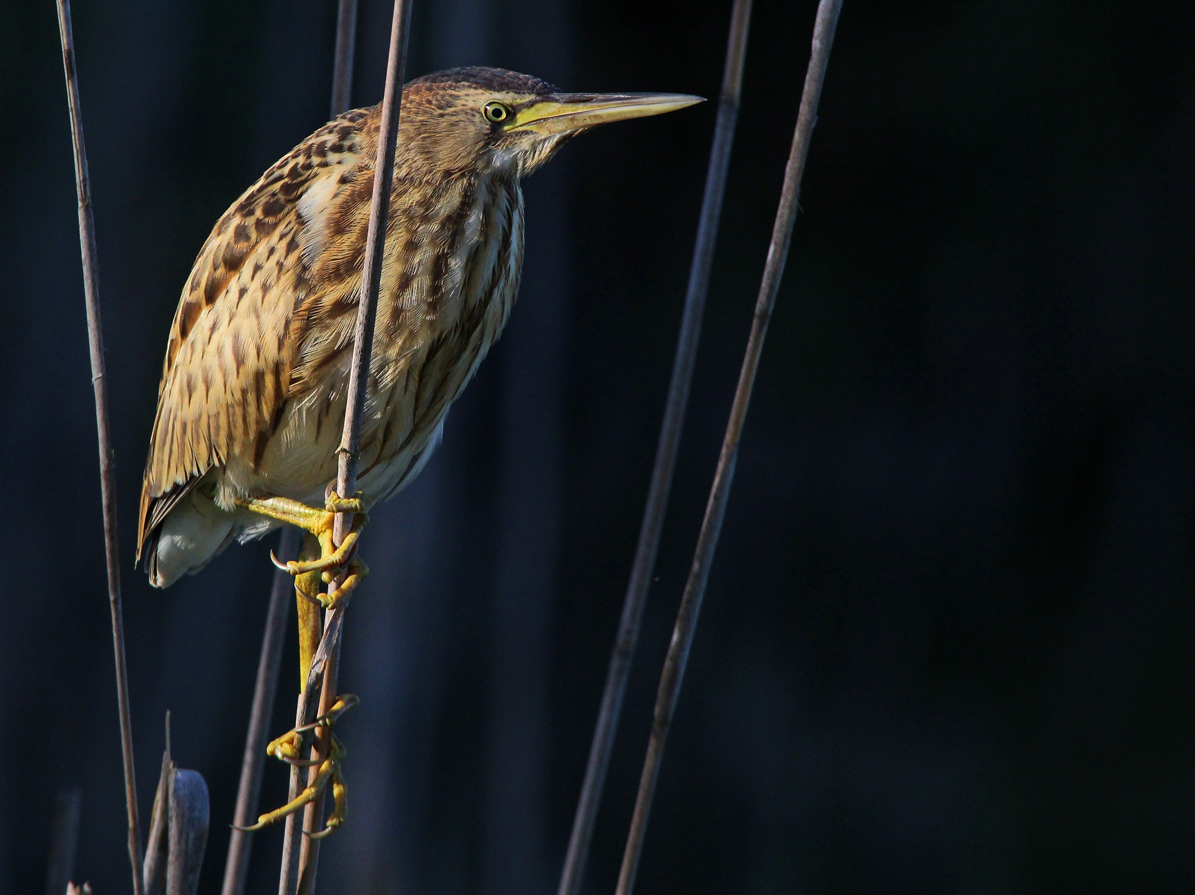 young Bittern