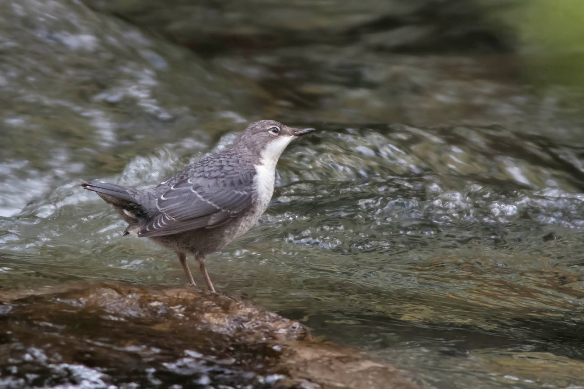 dipper