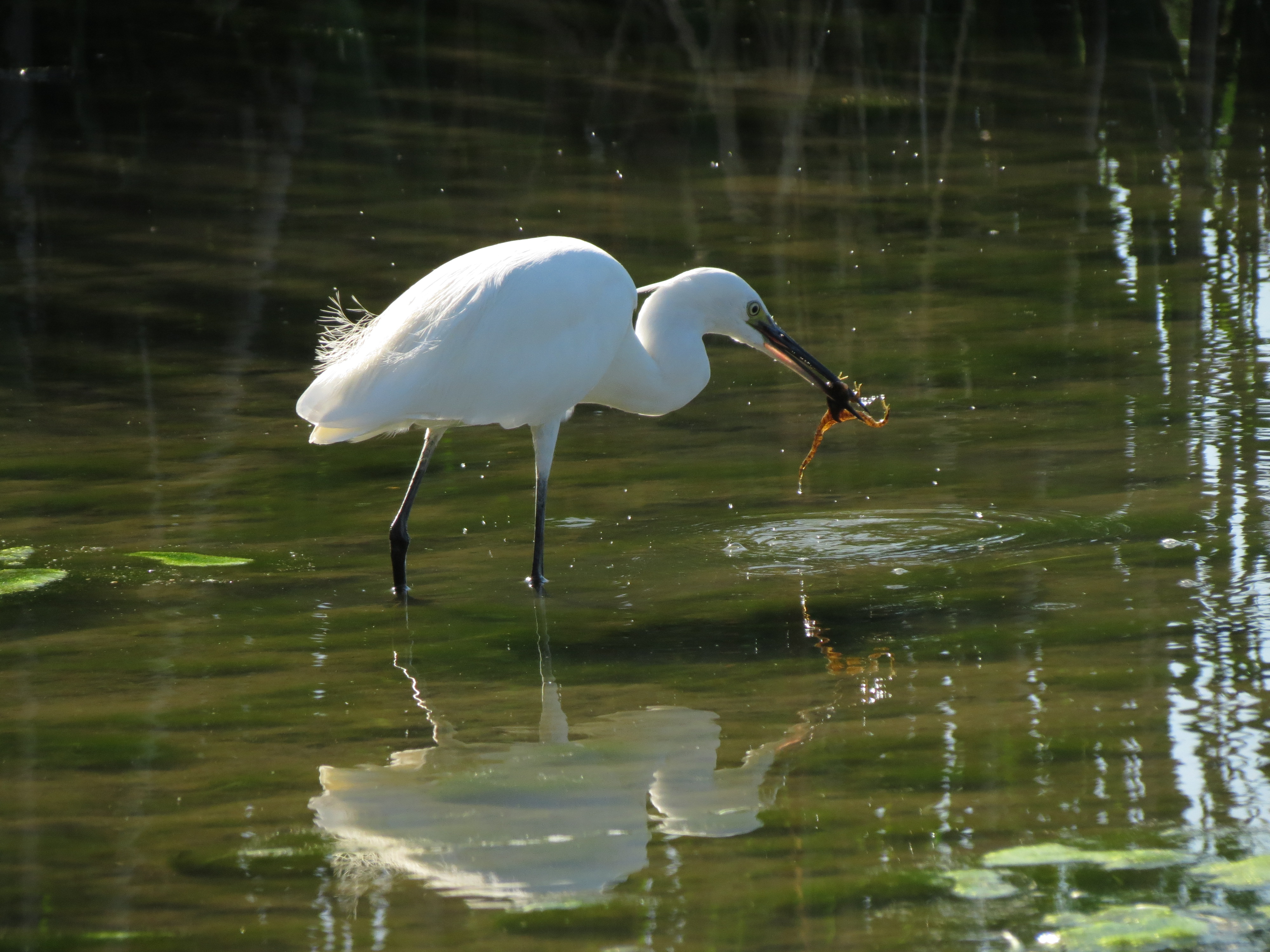 egret with frog