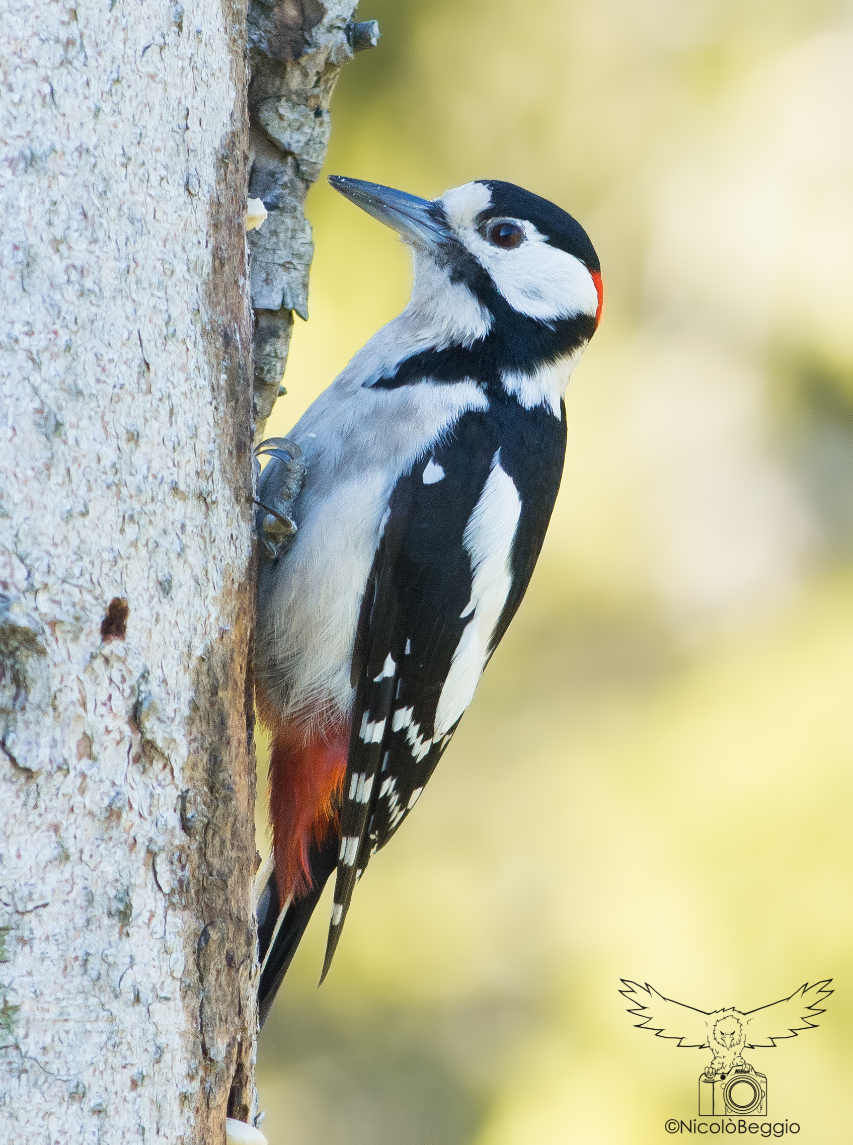 Spotted Woodpecker
