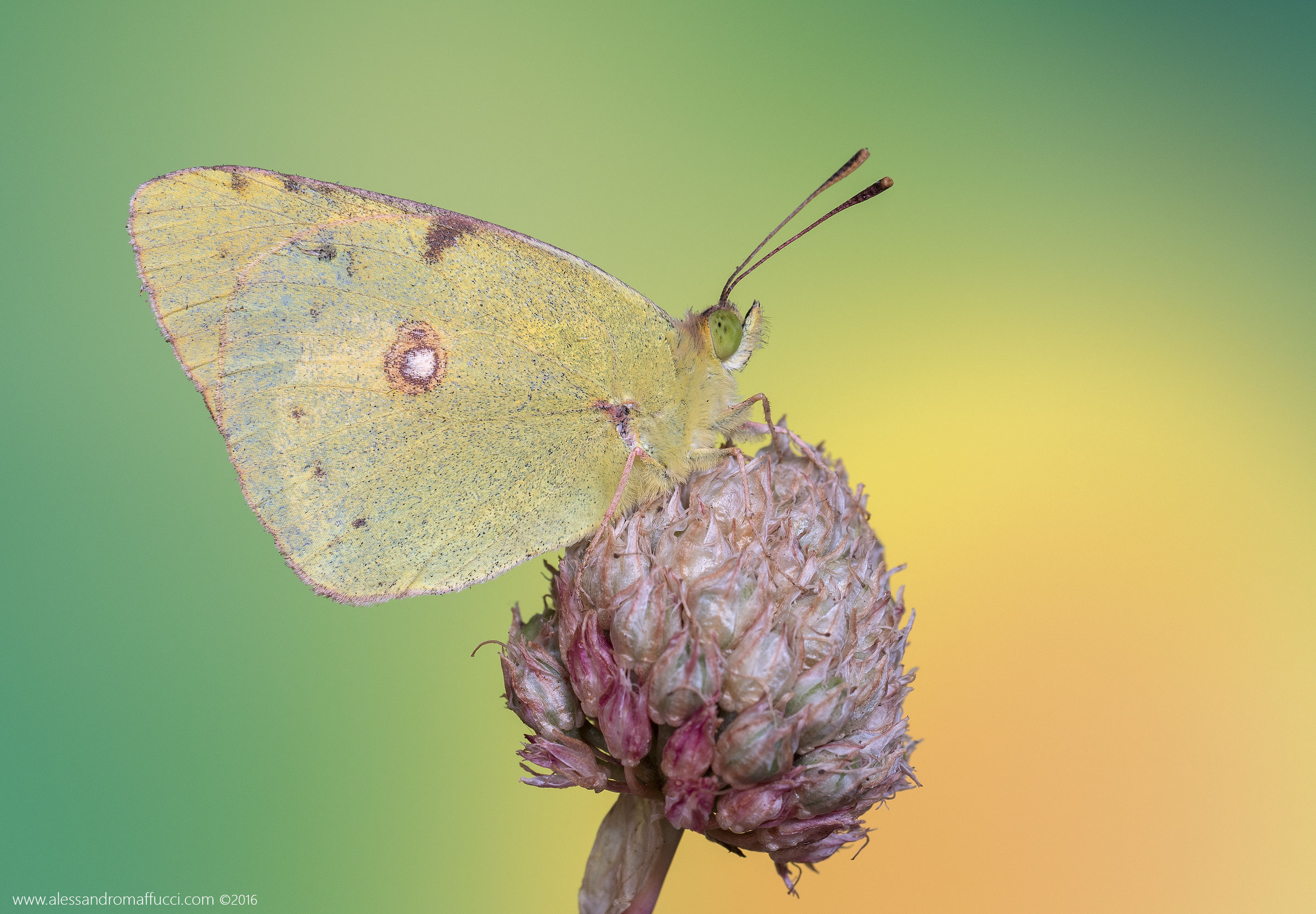 Colias profile ...