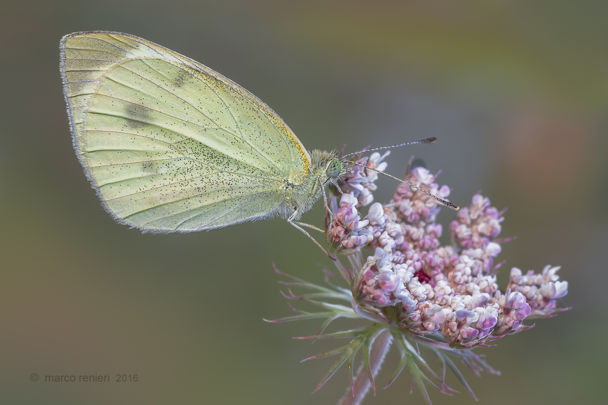 Pieris mannii