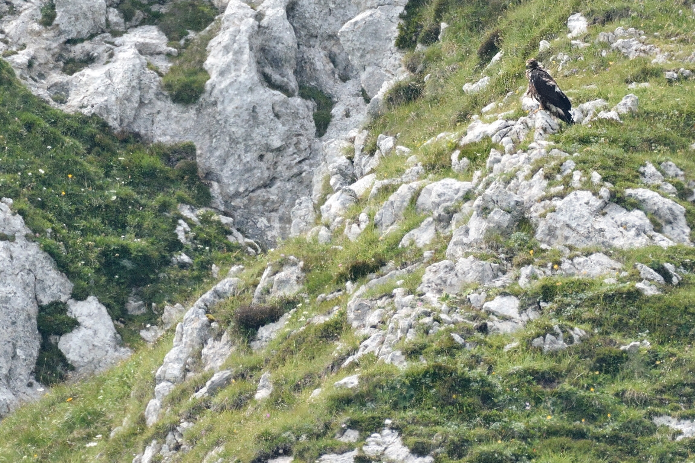 Pullo di aquila reale