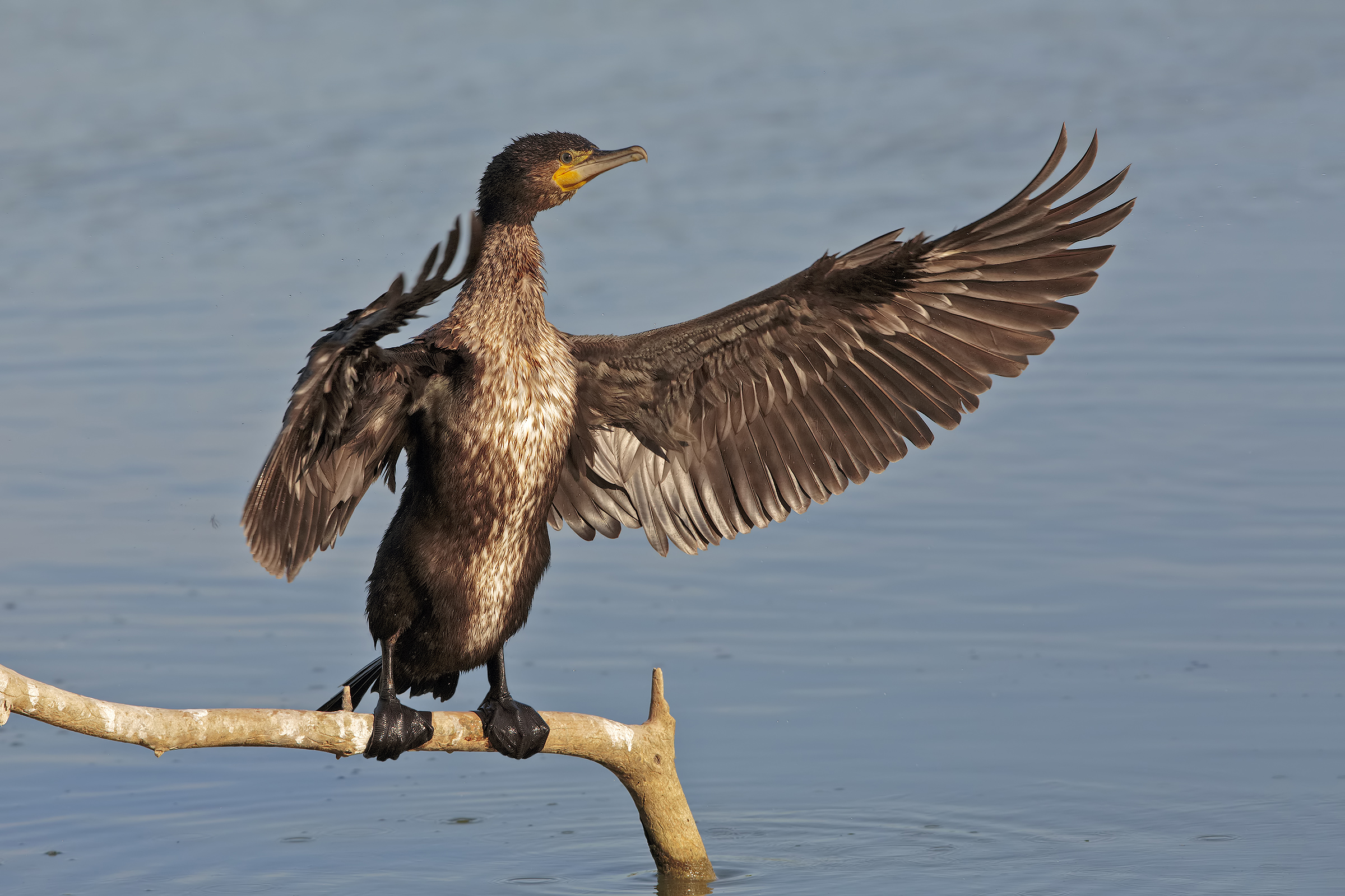Cormorant