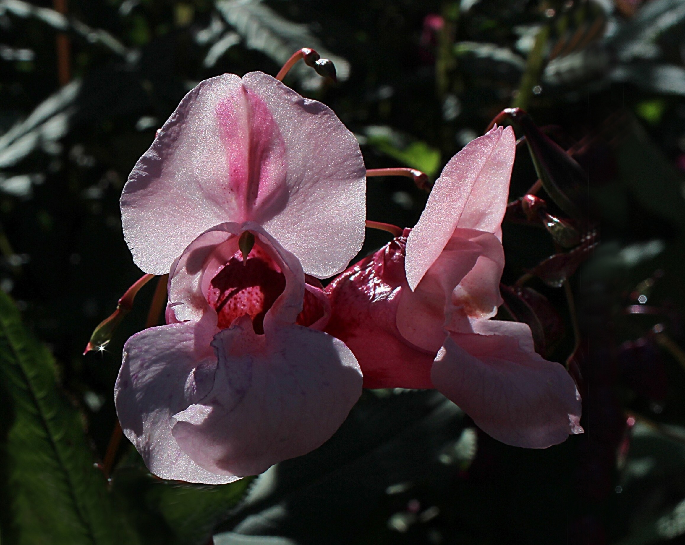 impatiens glandulifera-Asiago Plateau