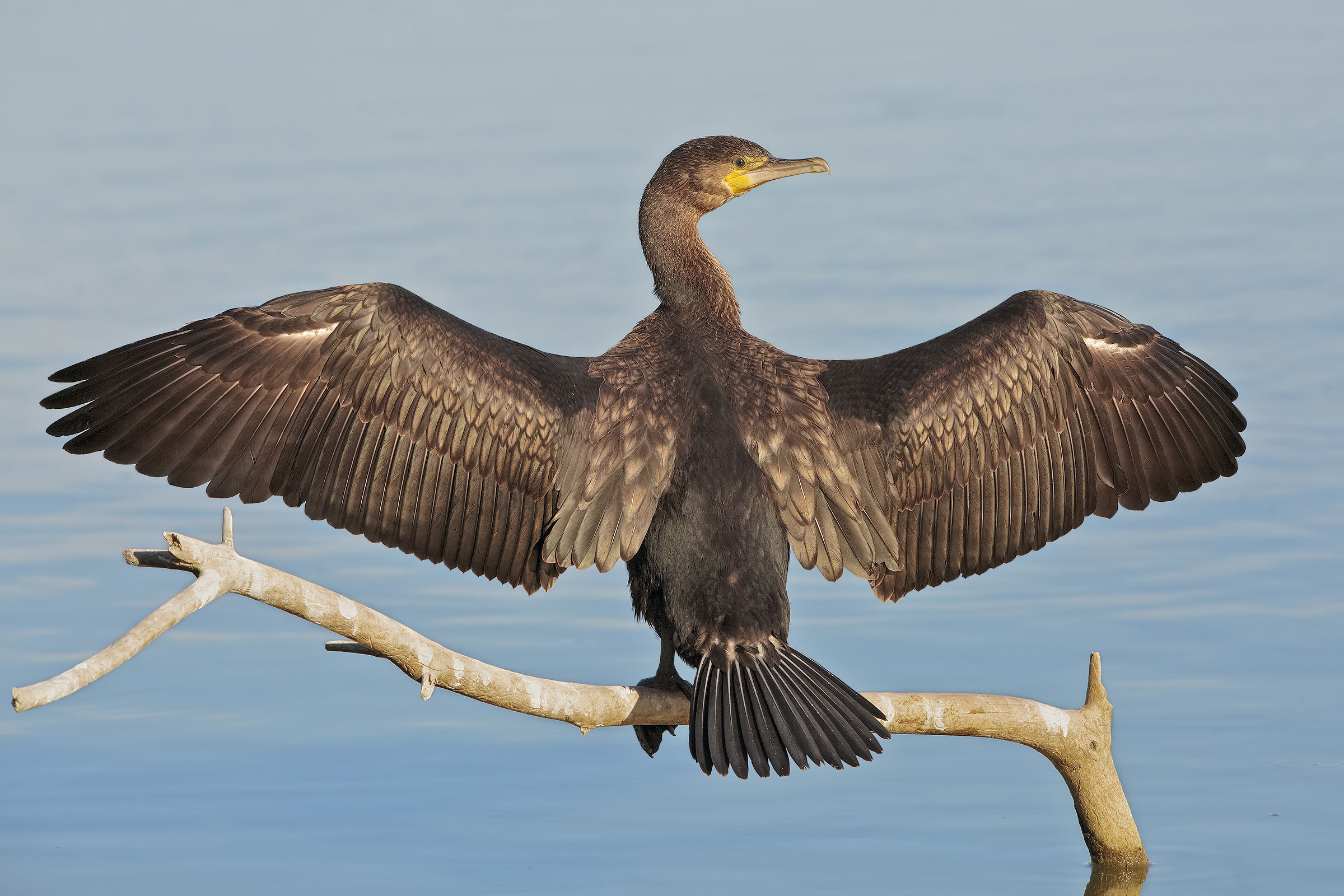 Cormorant
