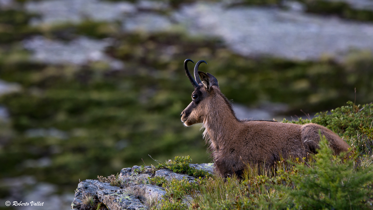 aspettando il primo sole