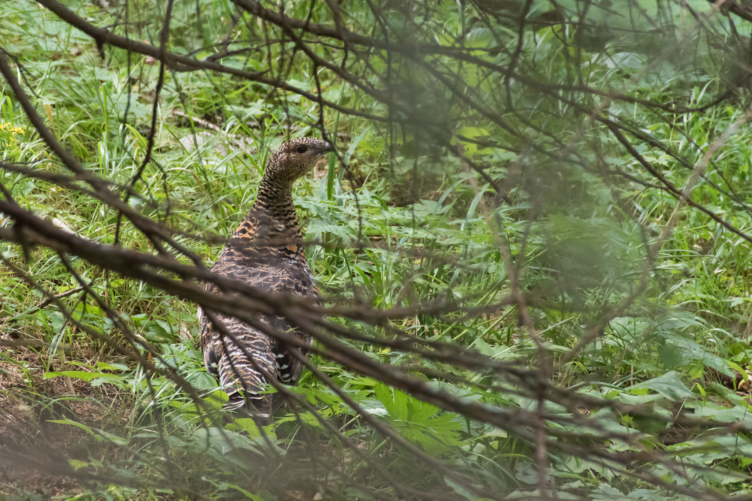 Female Gallo Cedrone in his environment