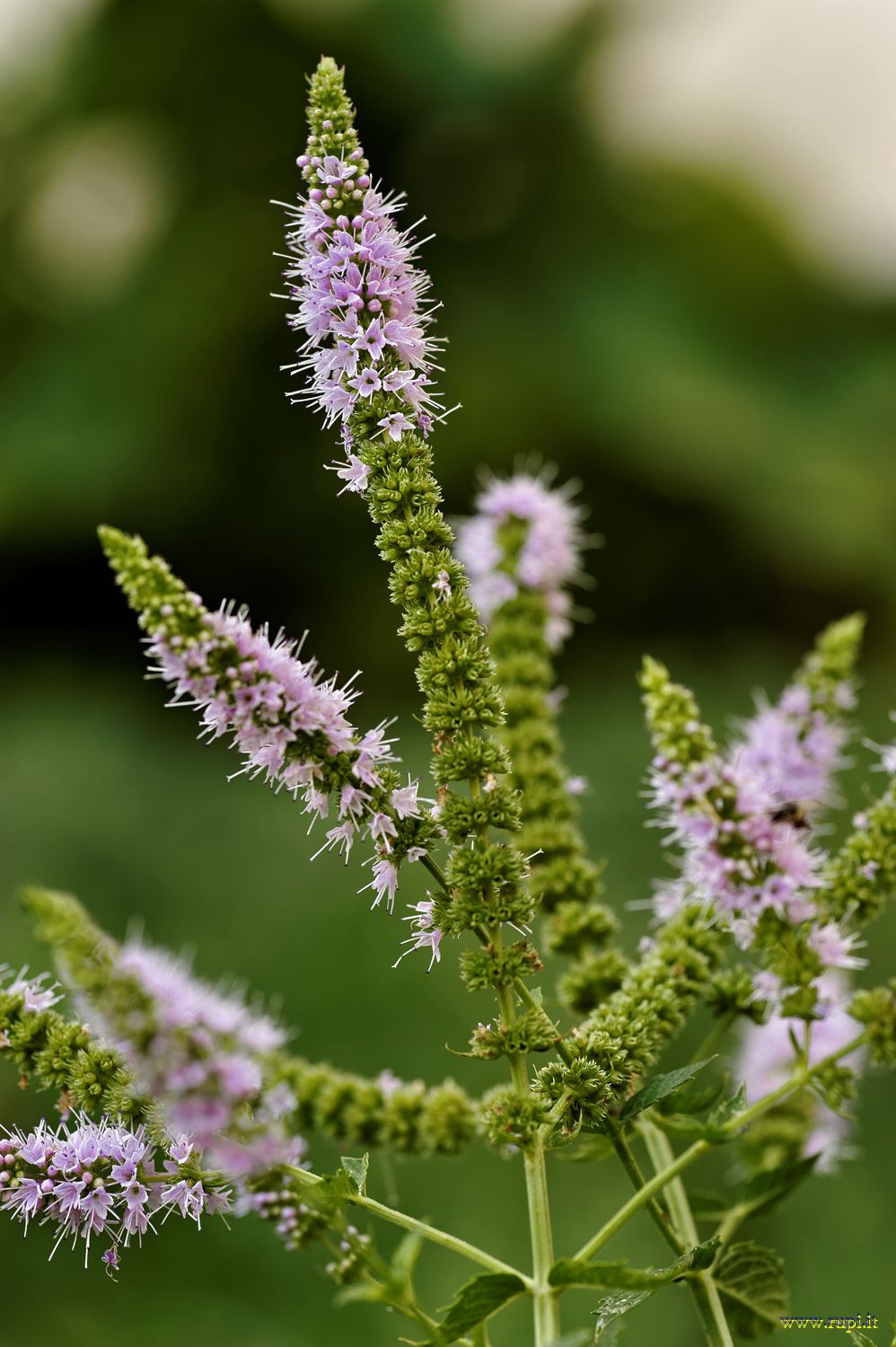 Flowers of wild mint - 2