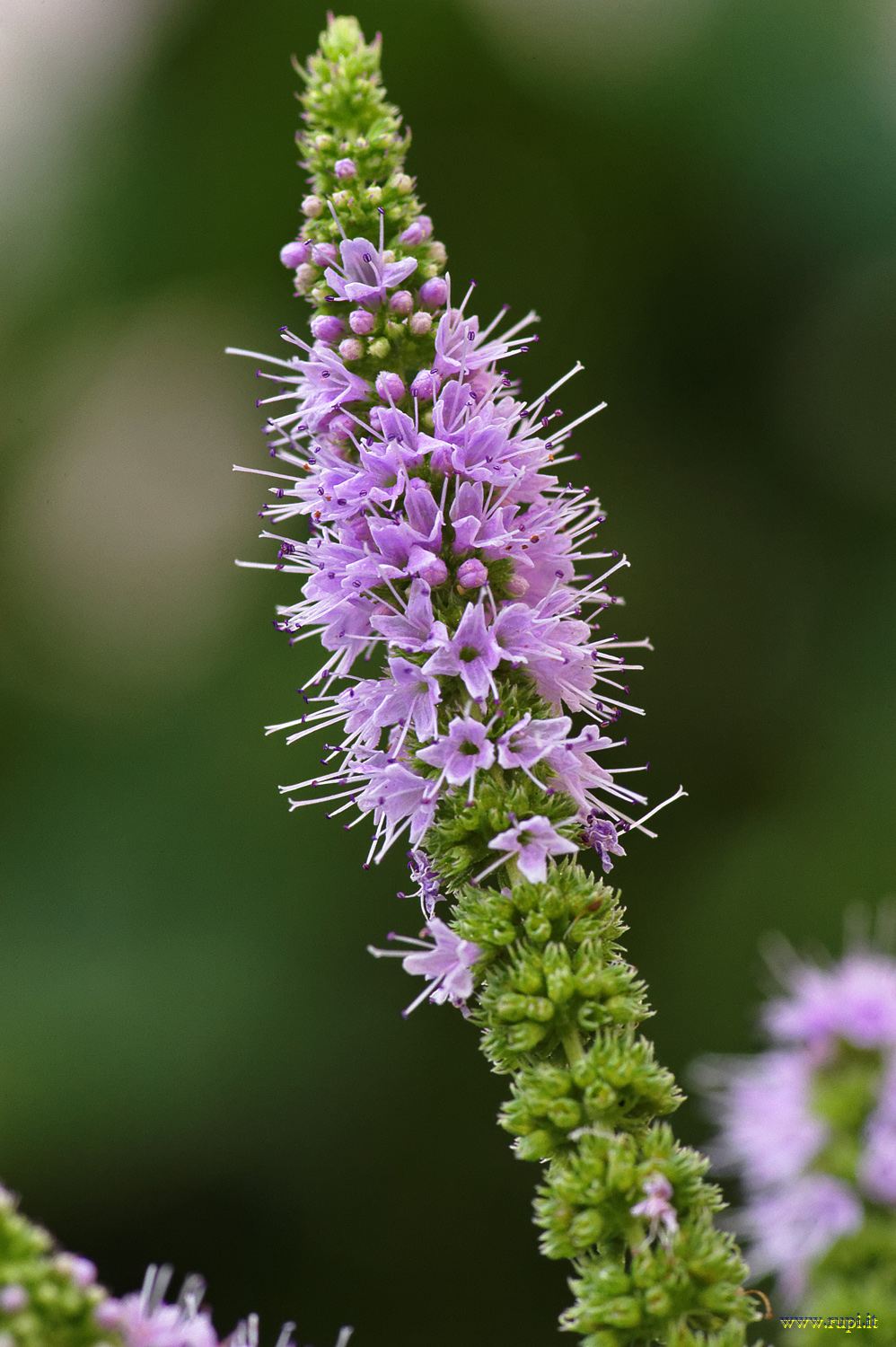 Flowers of wild mint - 3