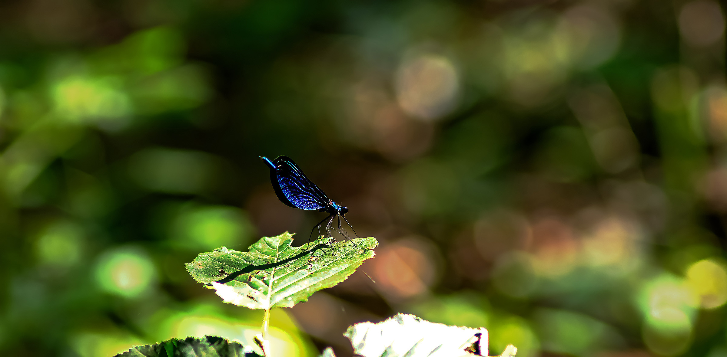 Come una ballerina sul palco