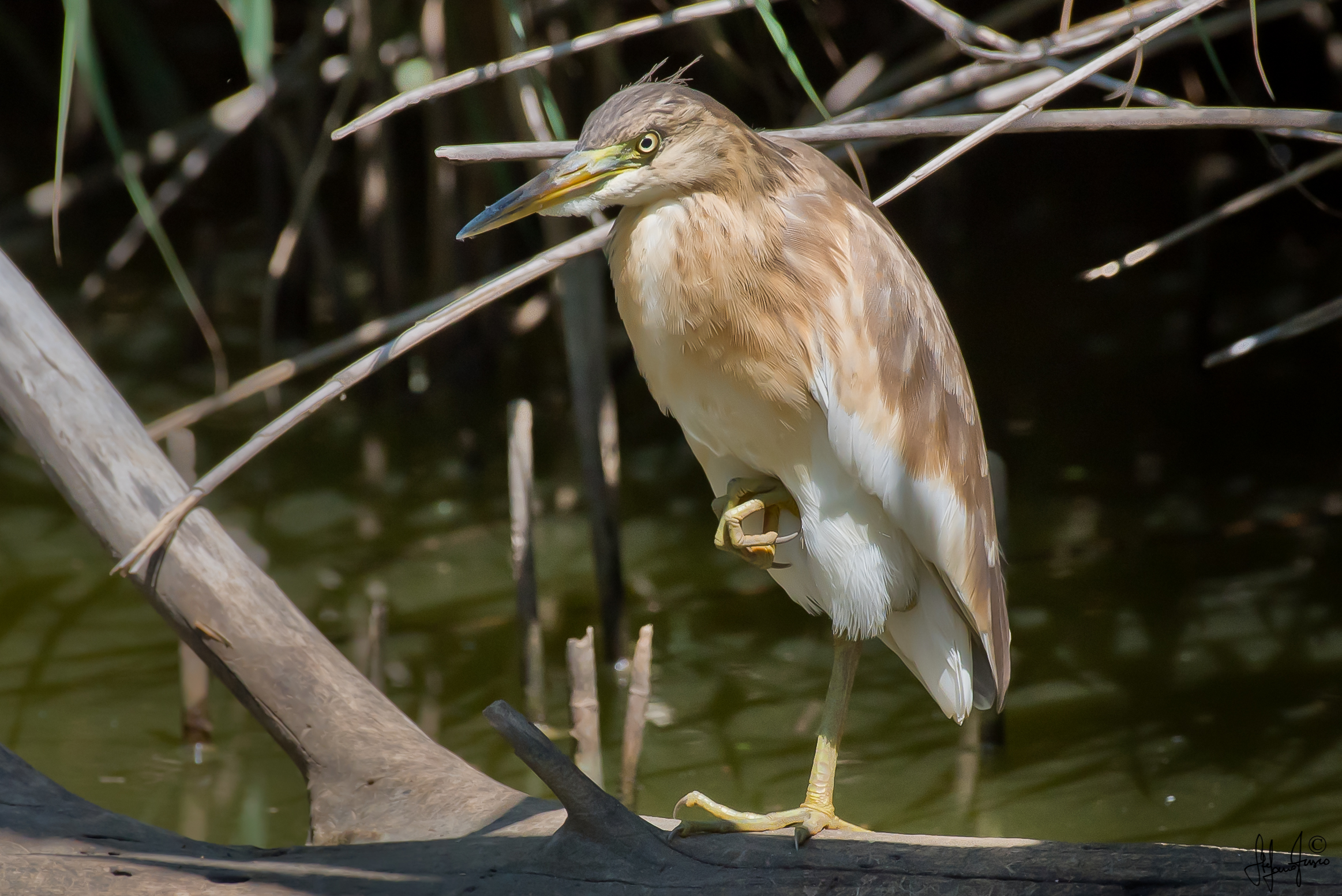 Sgarza ciuffetto juv.-6941