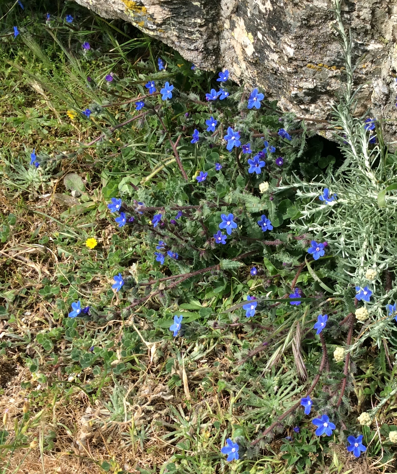 Anchusa crispa