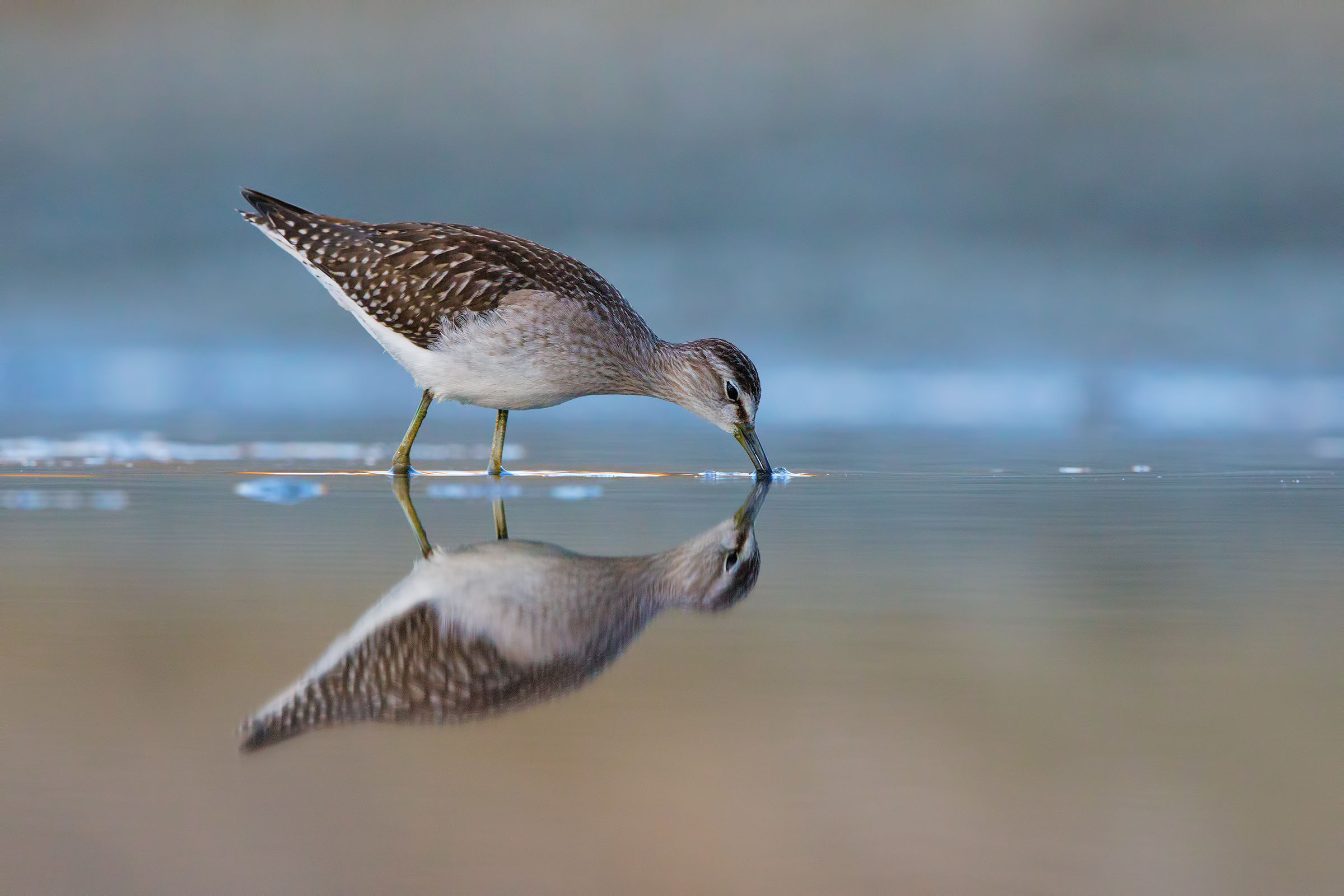 Piro piro boschereccio