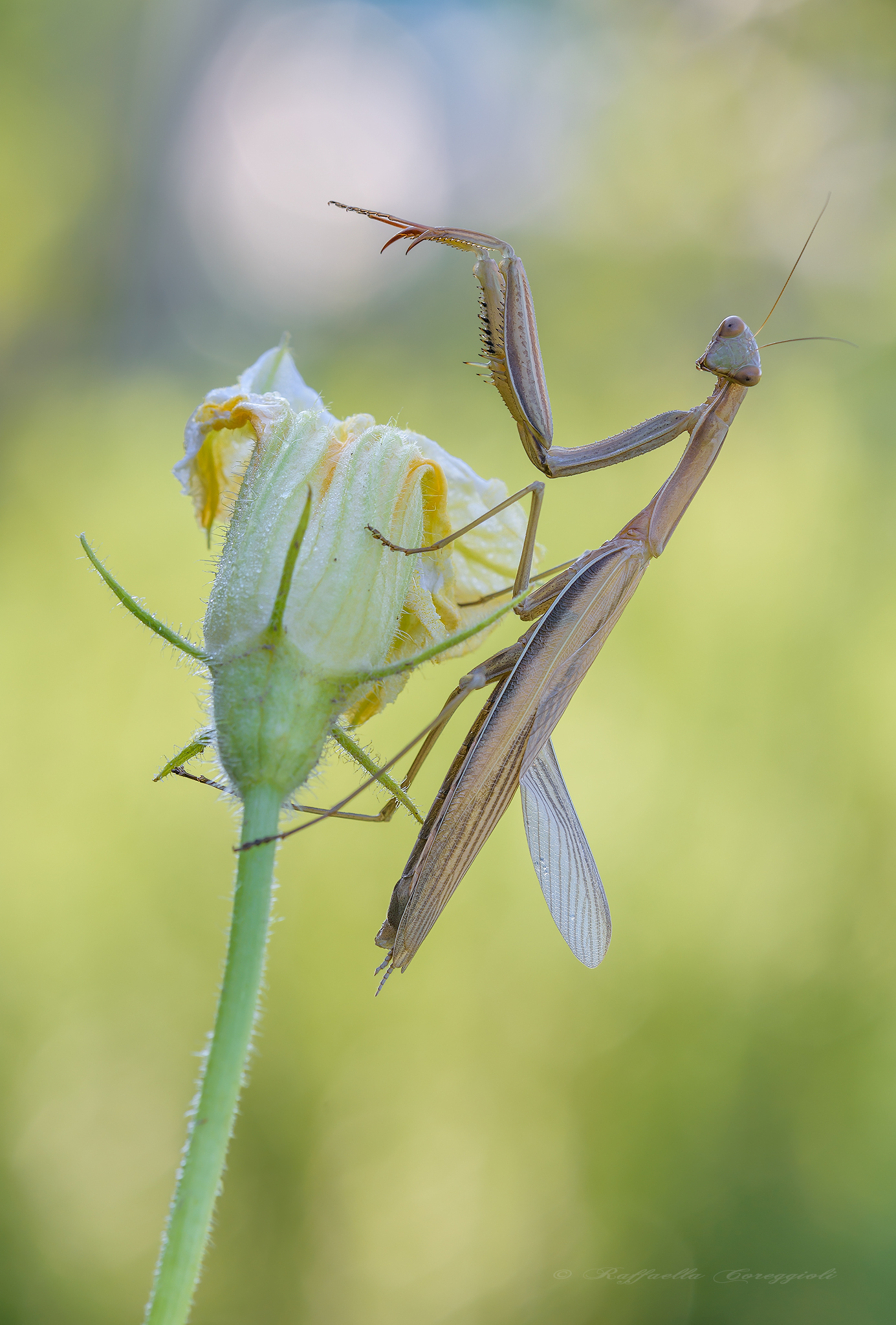 mantis religious