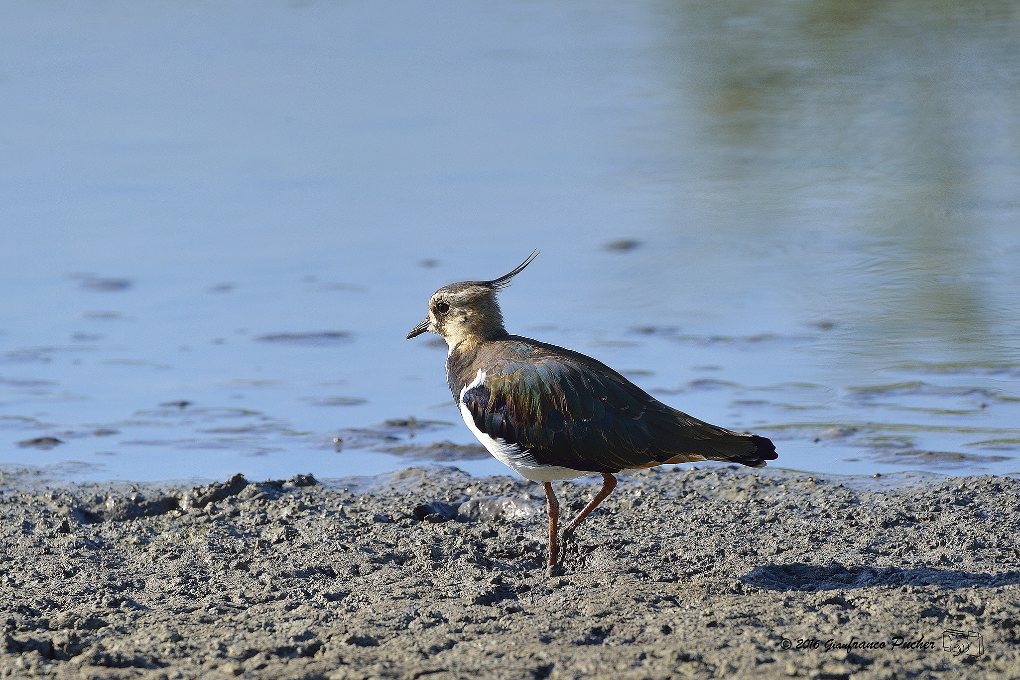 lapwing