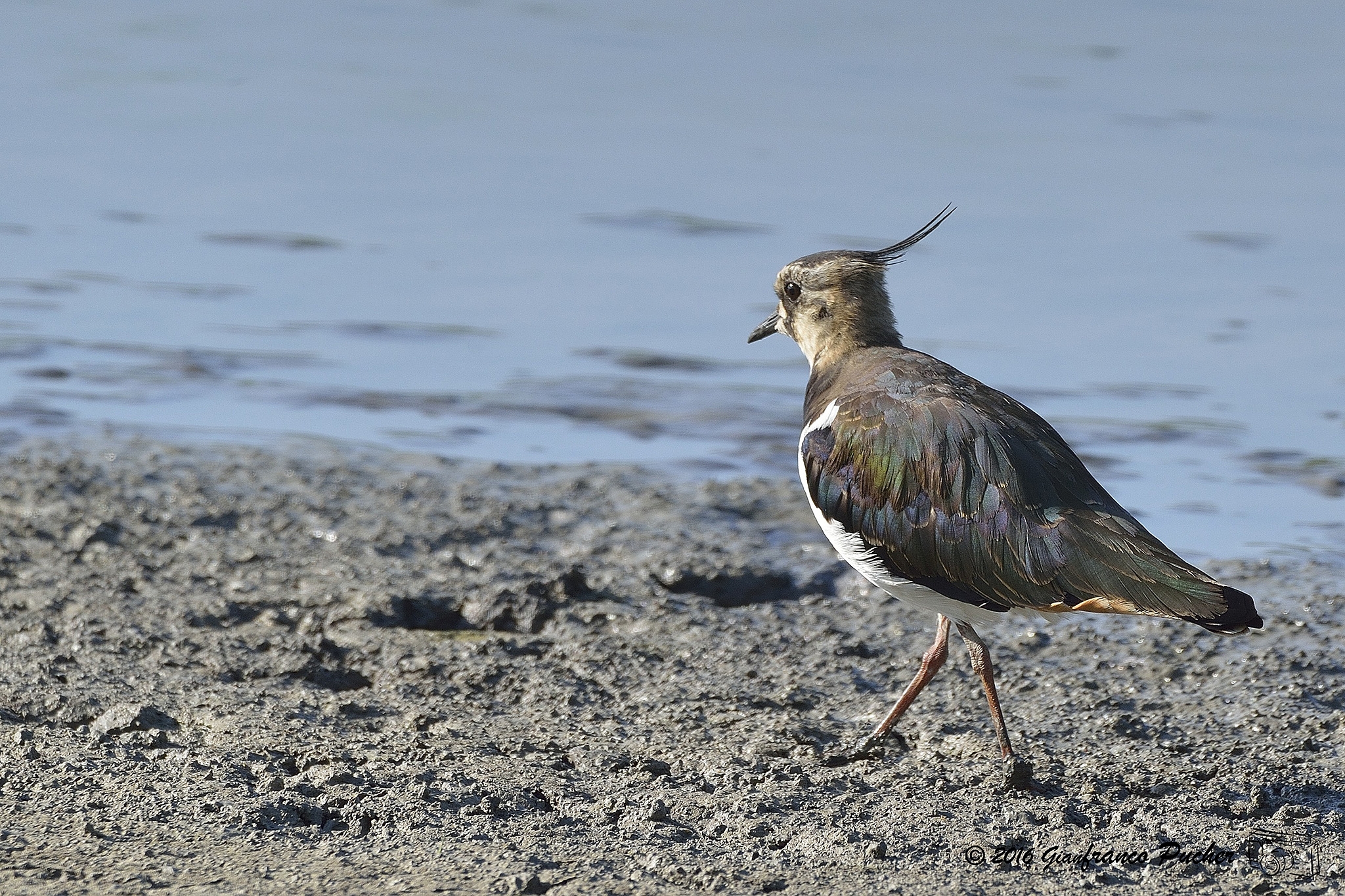 lapwing