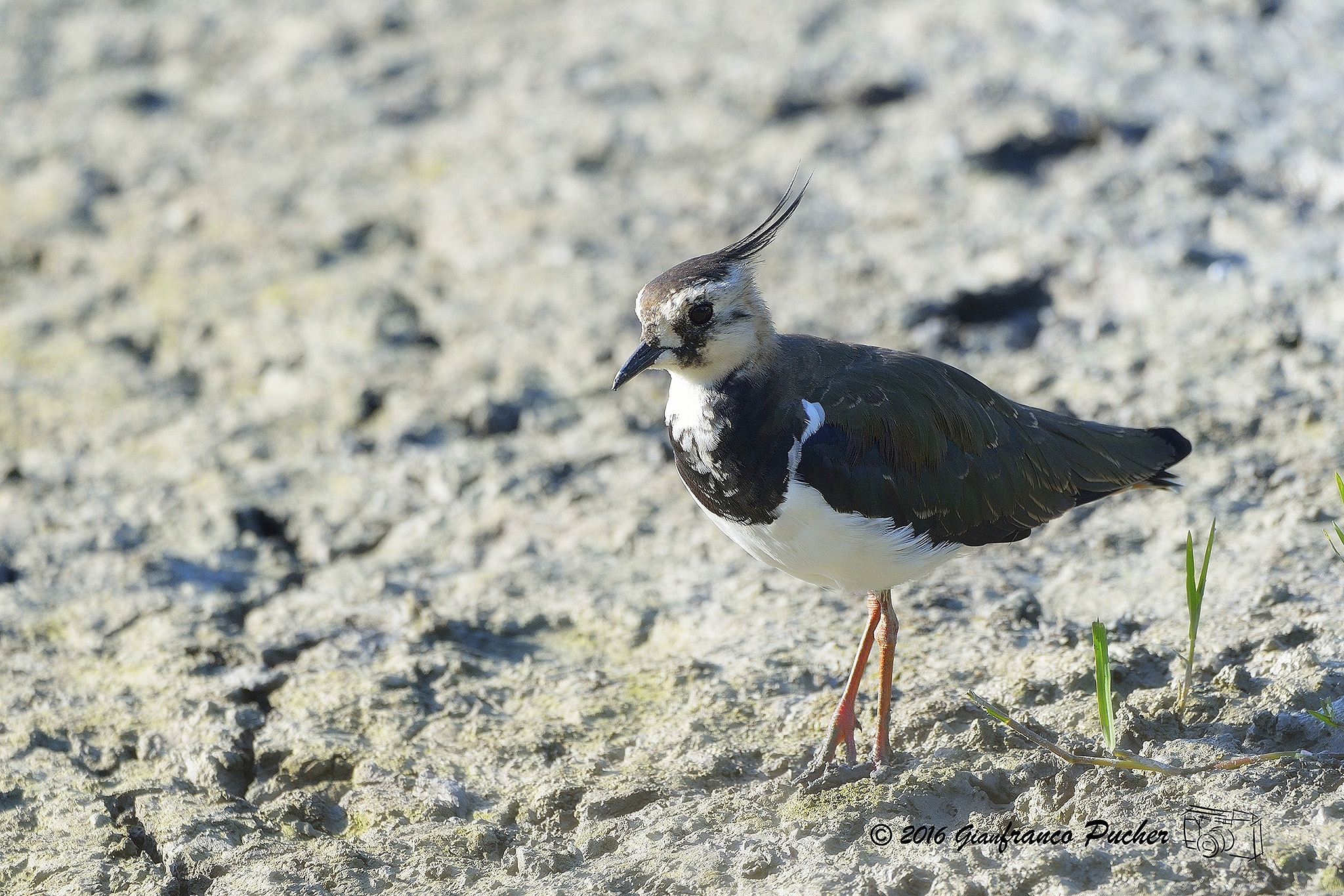 lapwing
