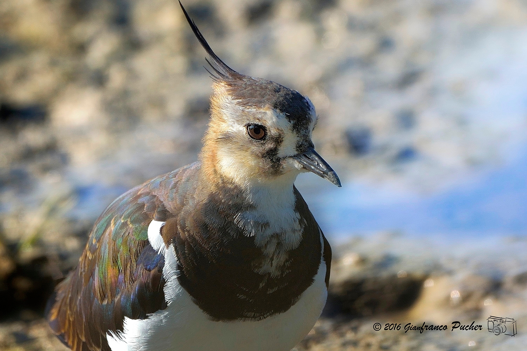 lapwing approaching