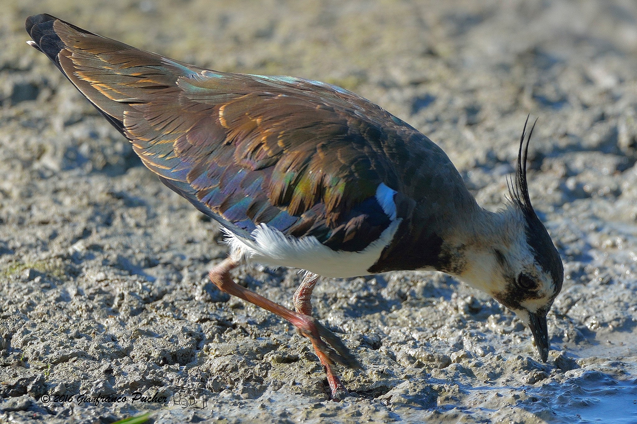 lapwing on patrol