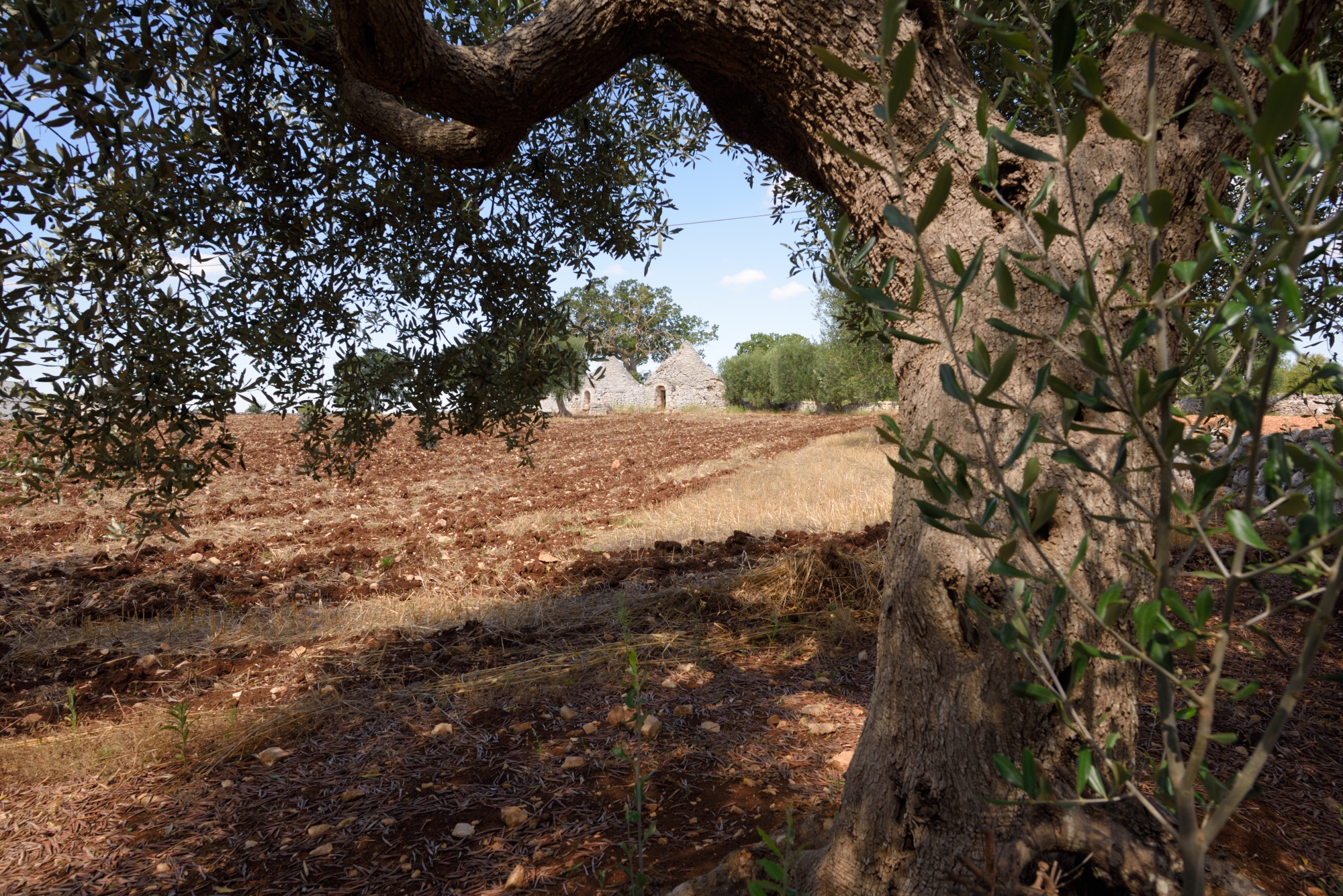 Puglia, the land of the trulli