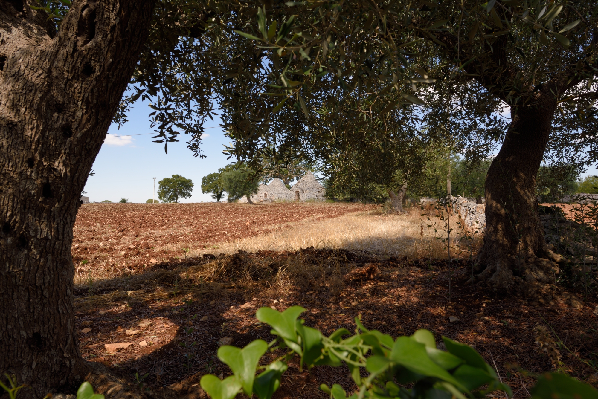 Puglia, the land of the trulli