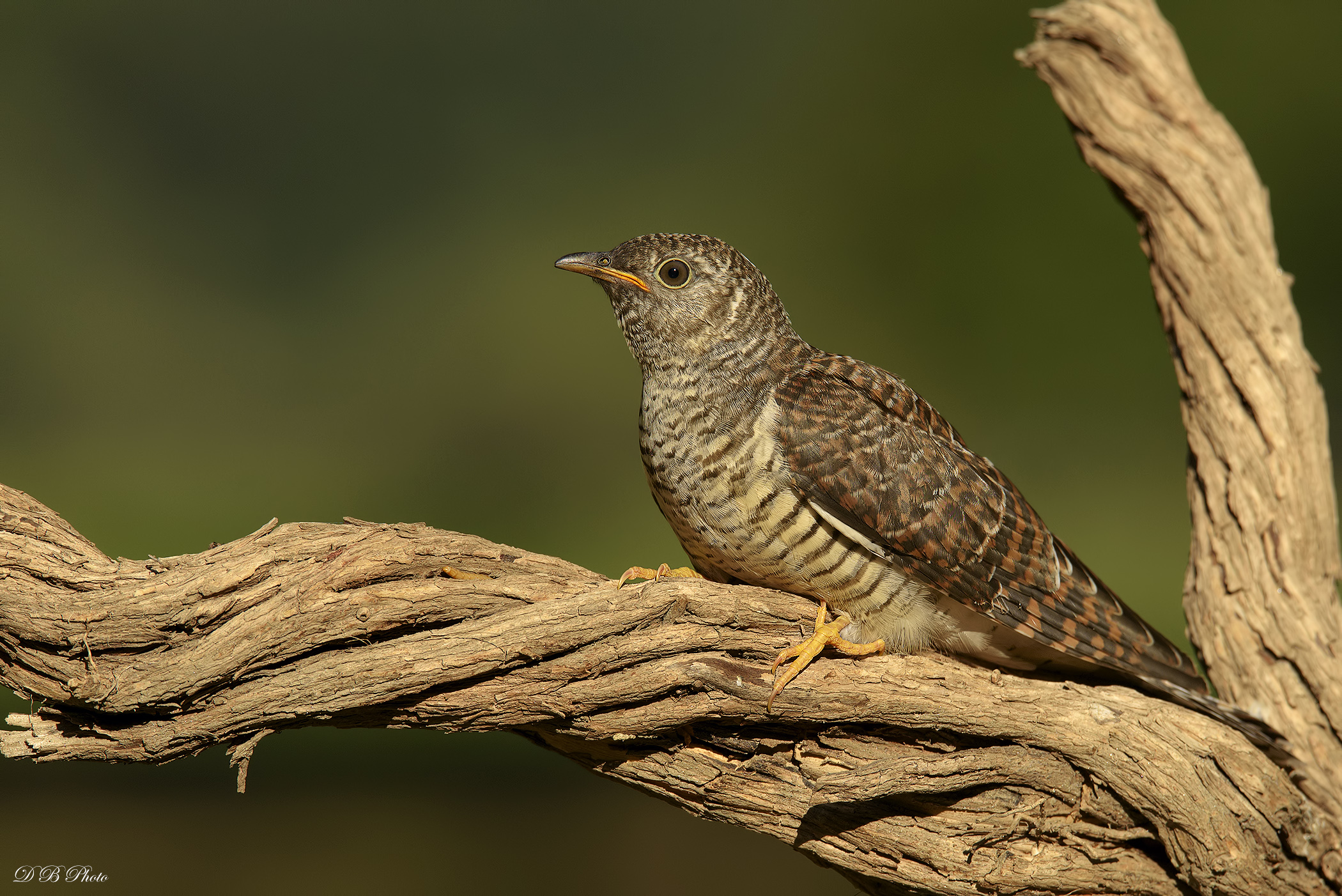 Cuculo Giovane - Cuculus canorus