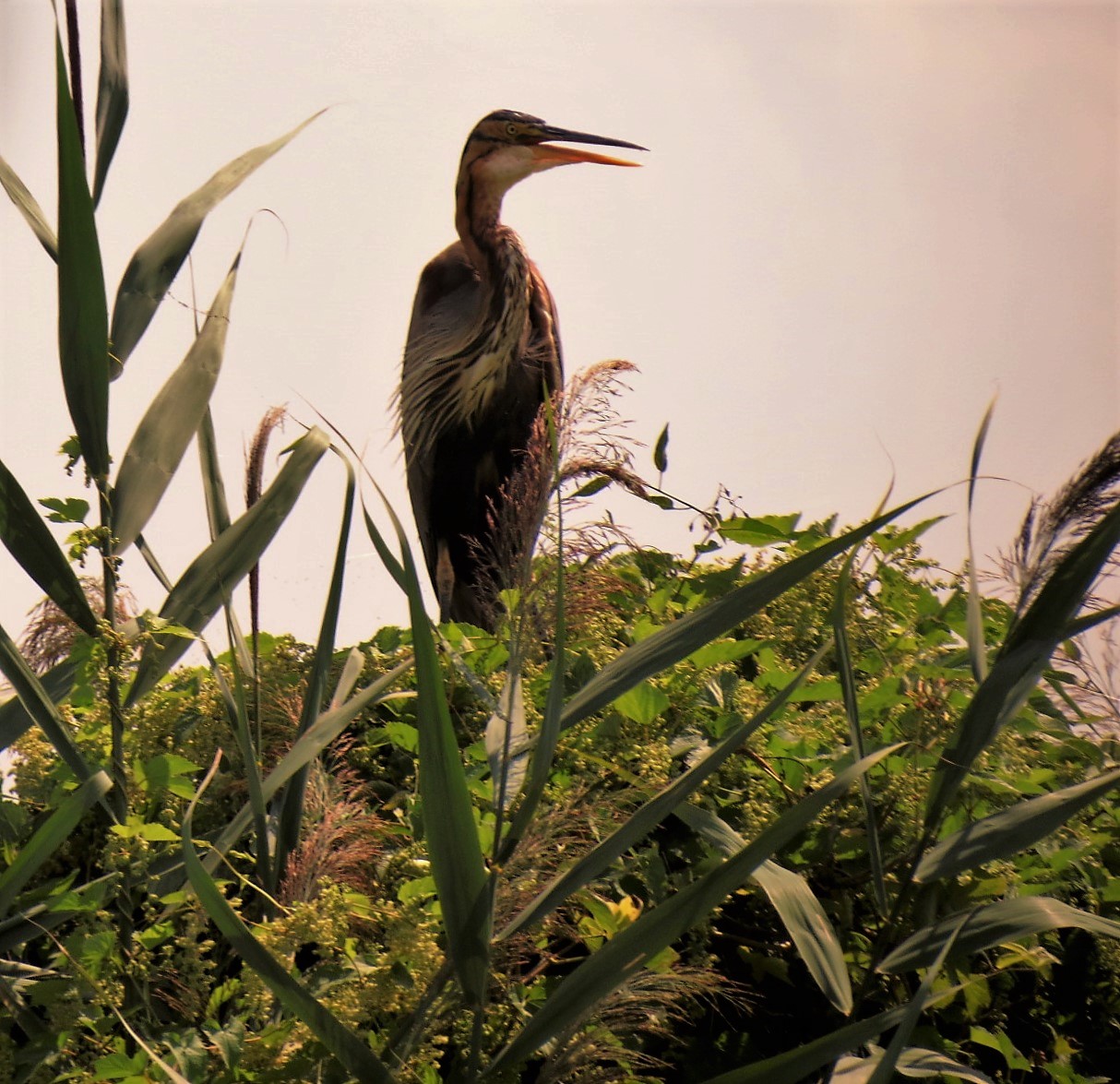 purple heron