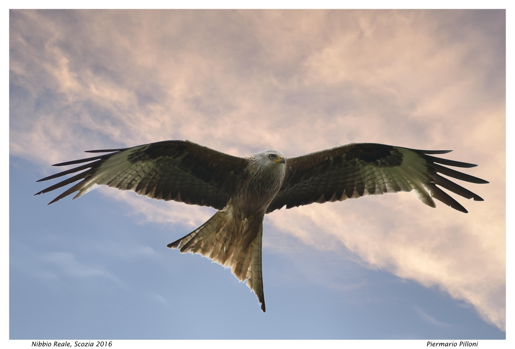 Nibbio reale