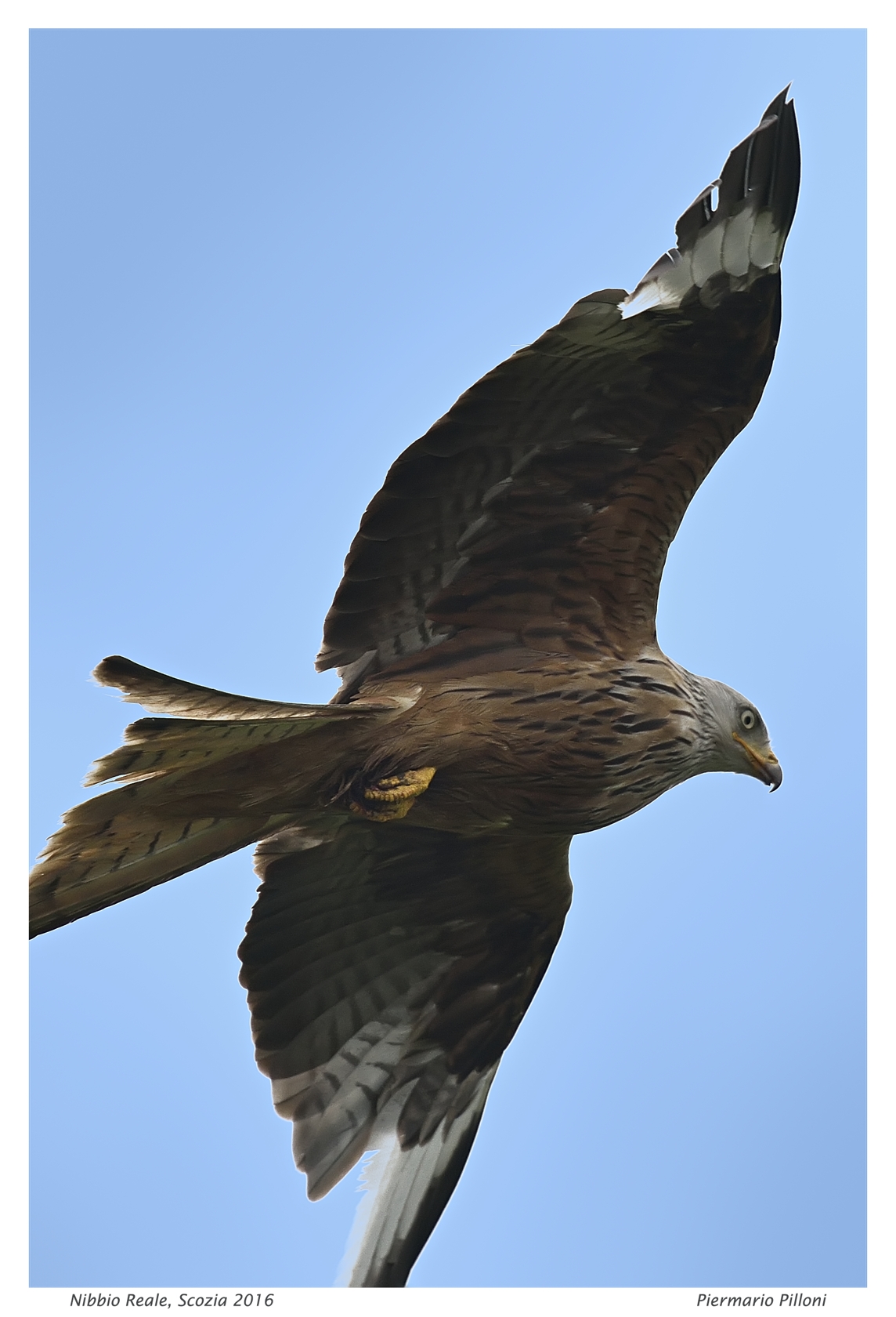 Nibbio reale