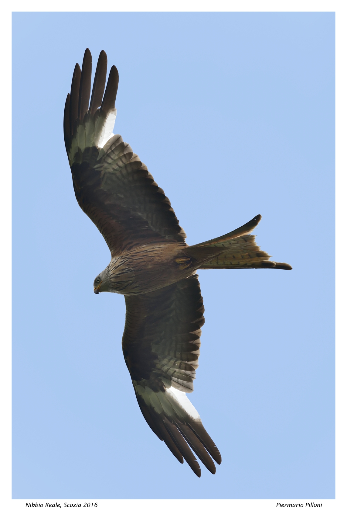 Nibbio reale