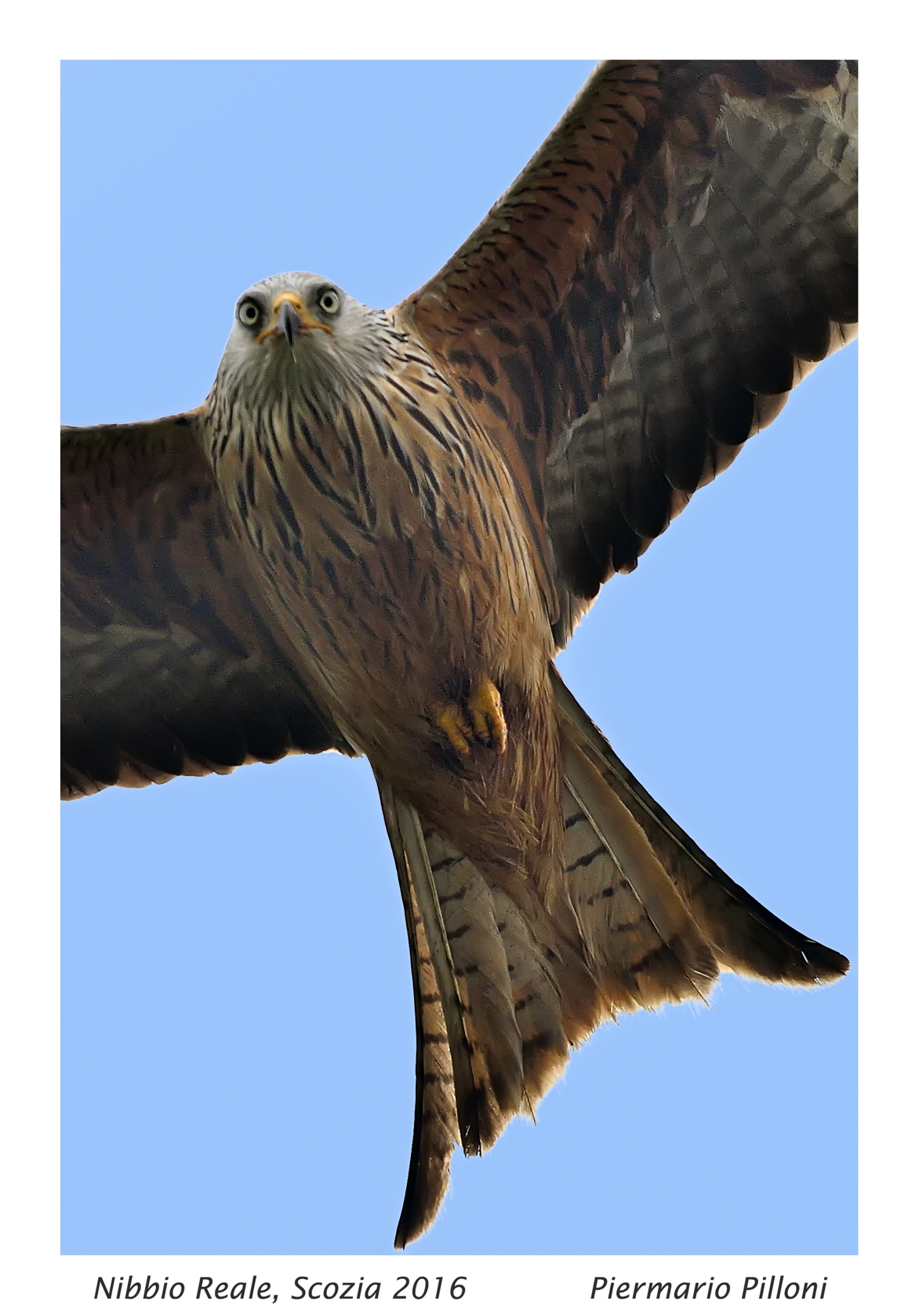 Nibbio reale
