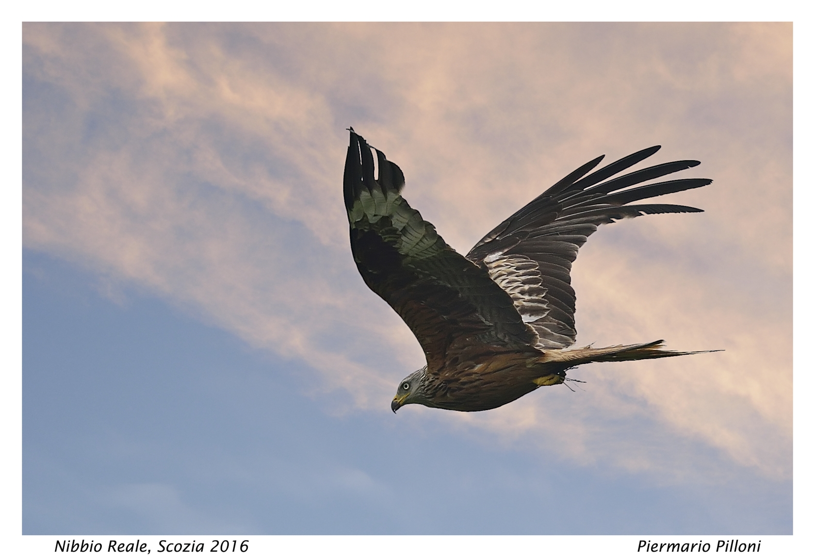 Nibbio reale