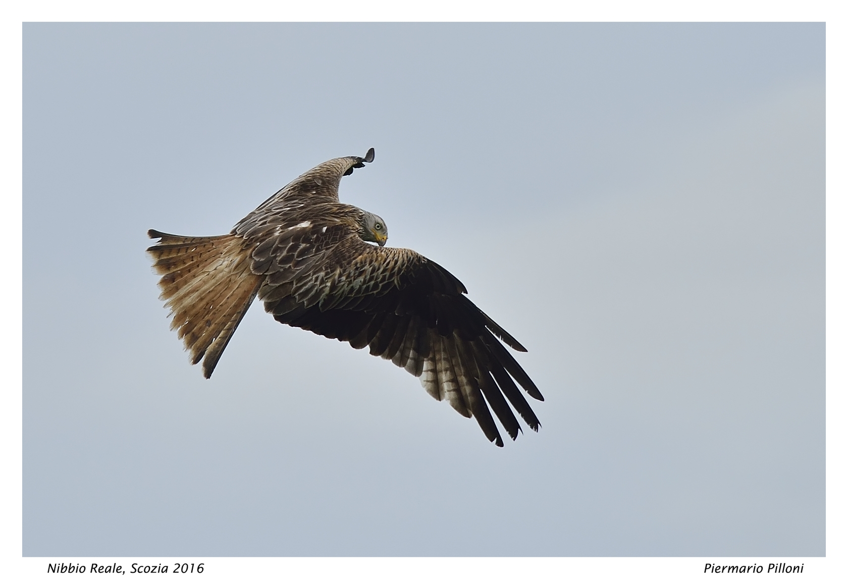 Nibbio reale