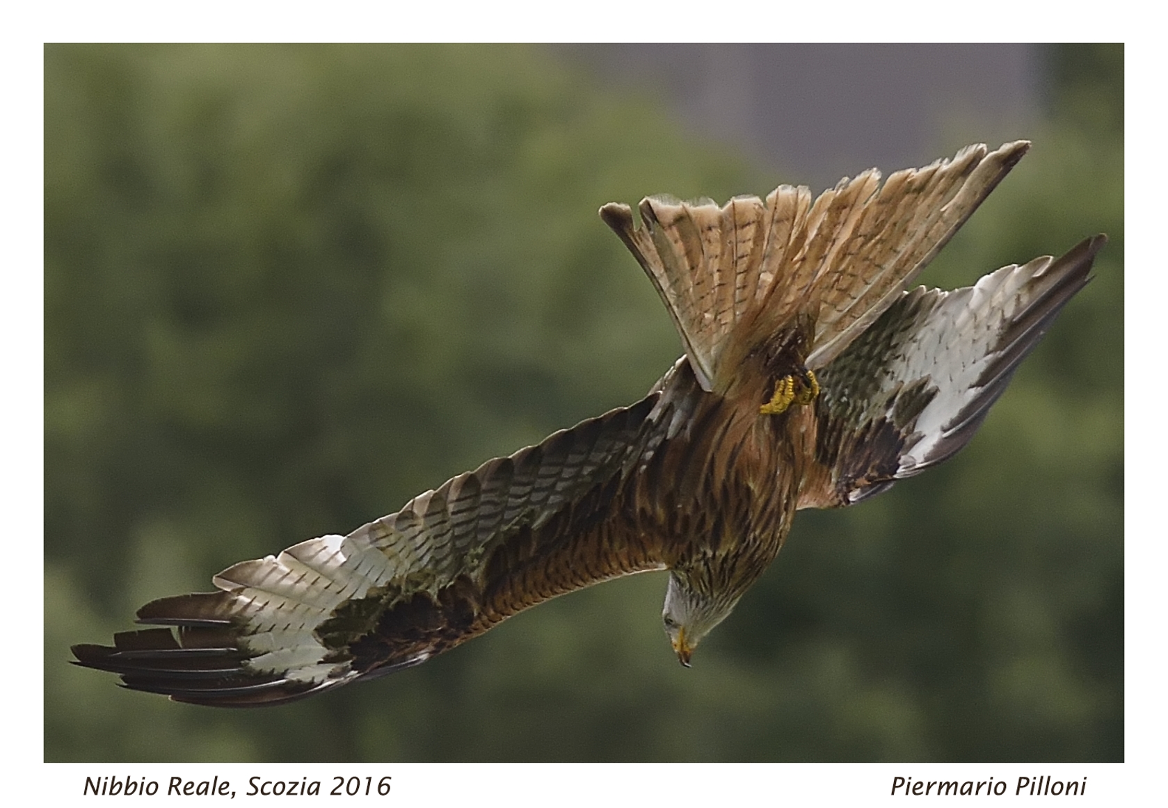 Nibbio reale
