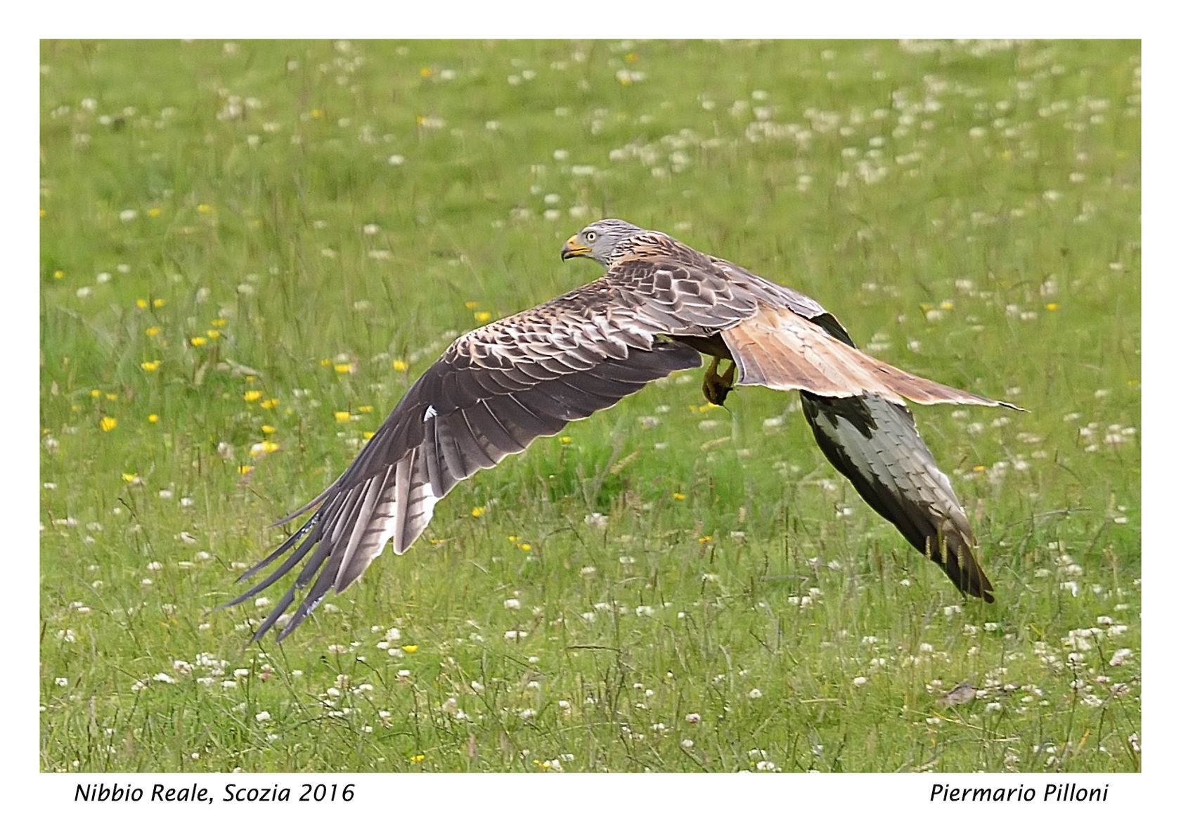 Nibbio reale