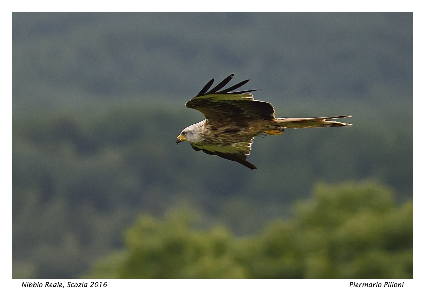 Nibbio reale