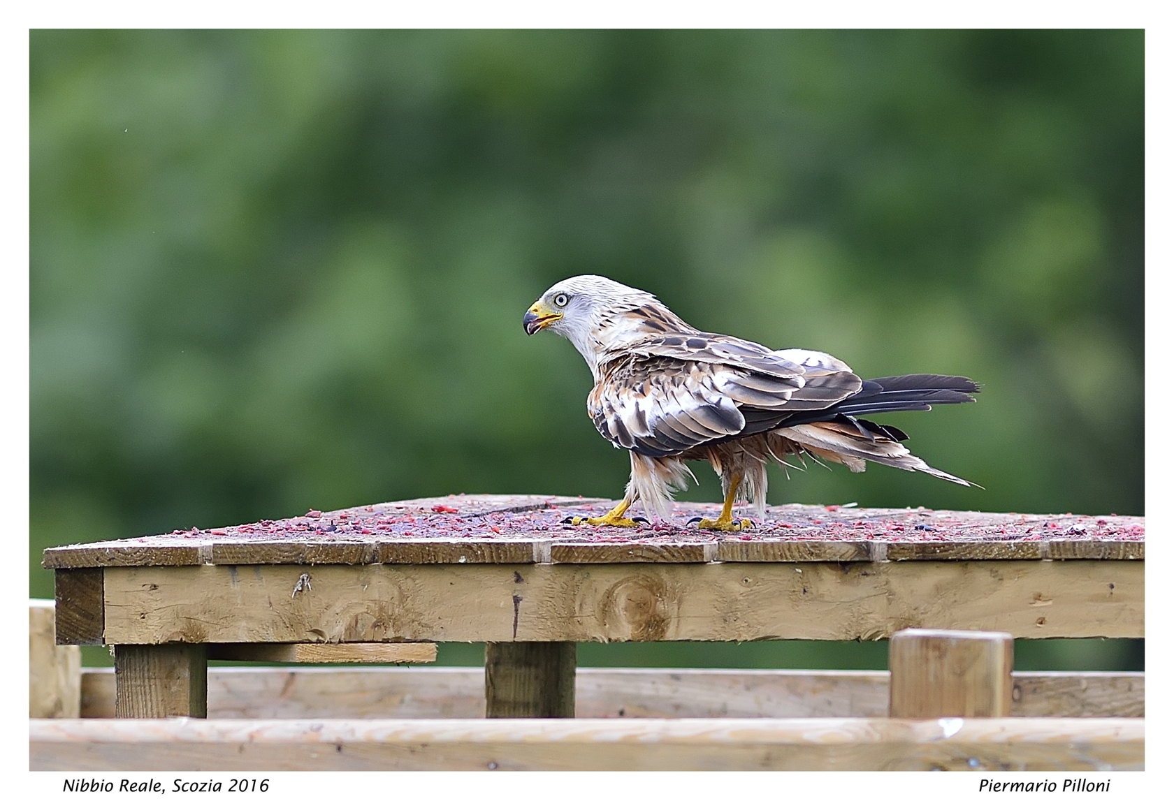 Alla fine della festa....Nibbio reale