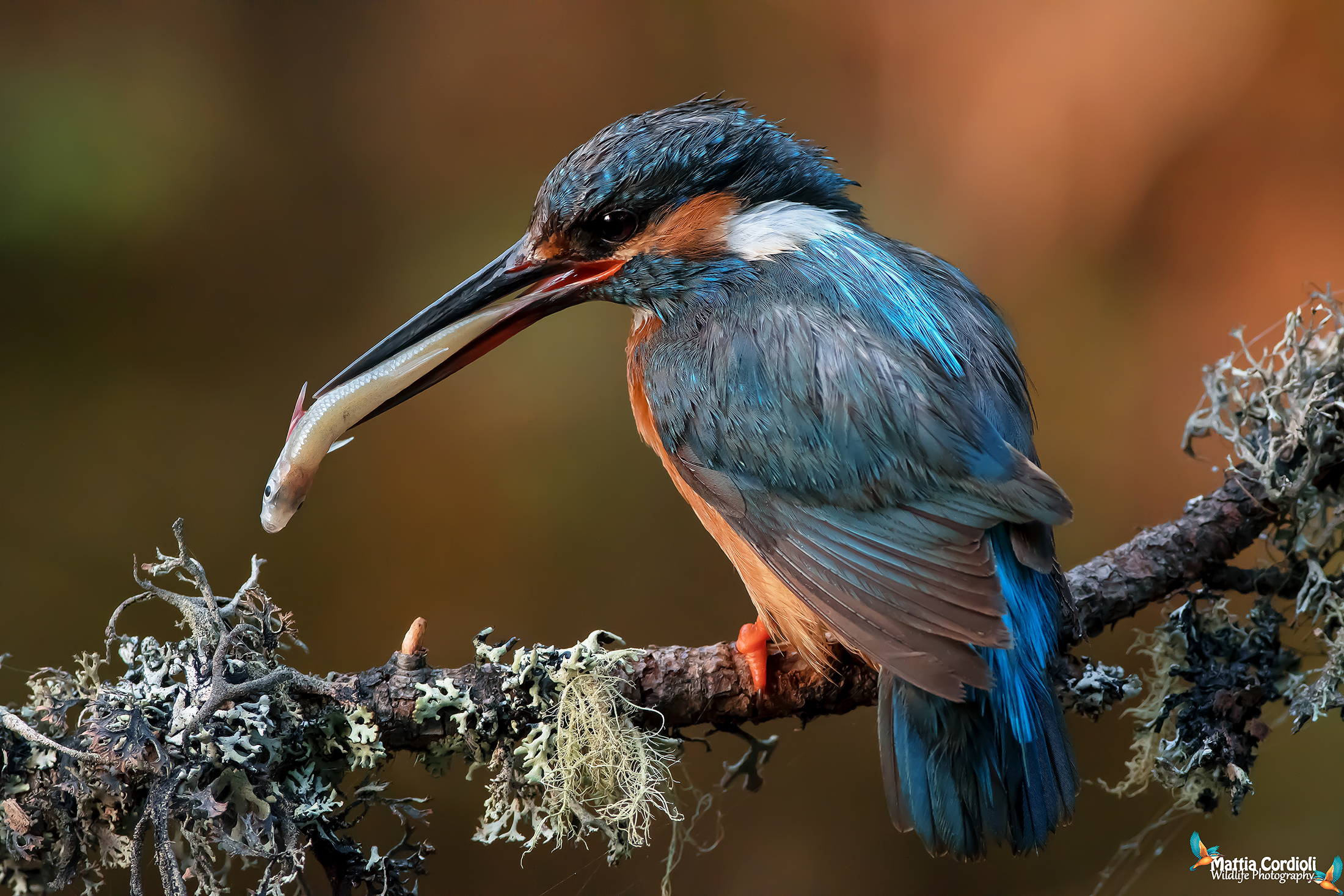 Kingfisher
