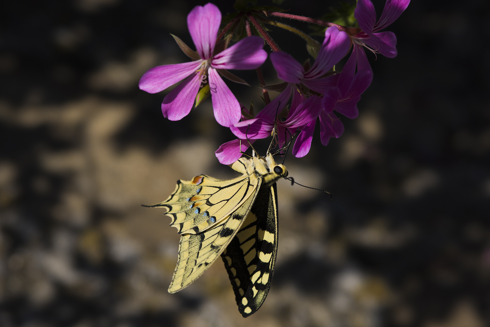 Sembrava una Farfalla o un Fiore