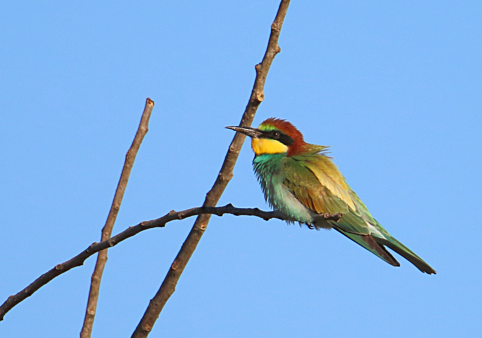 Bee Eater