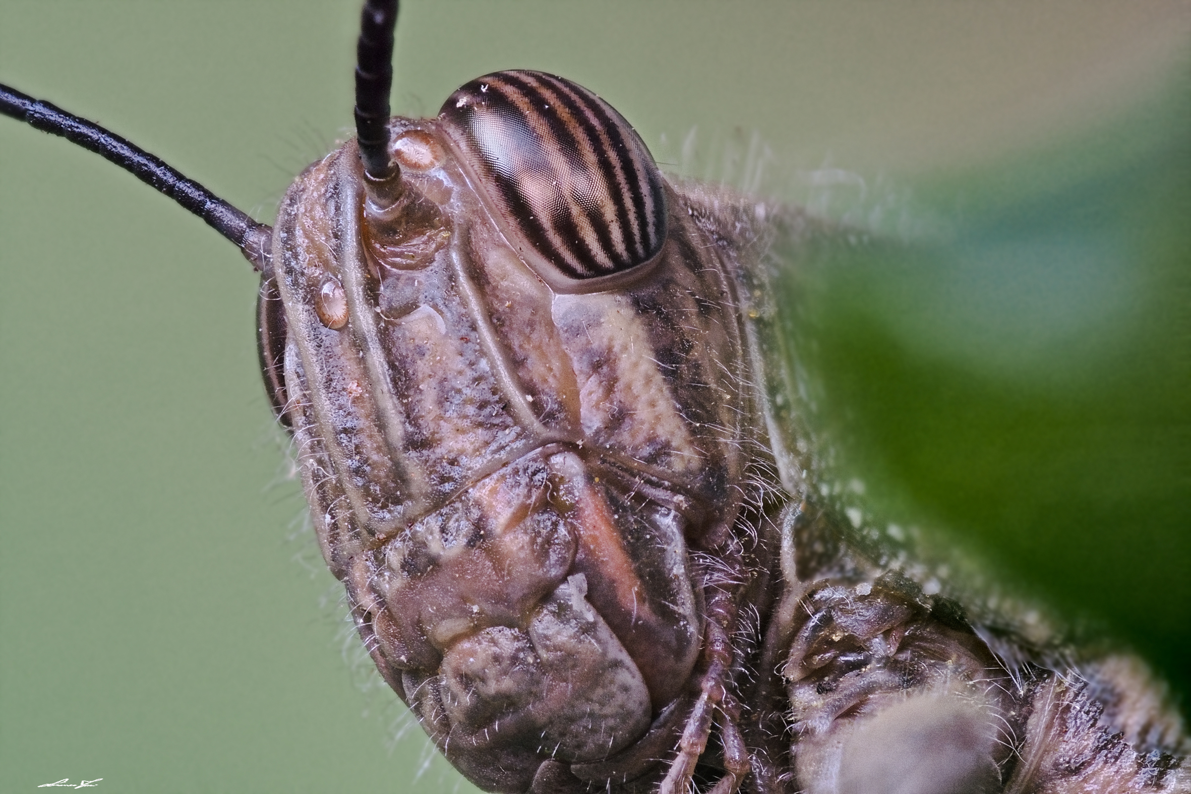 Mmo te mangio la siepe