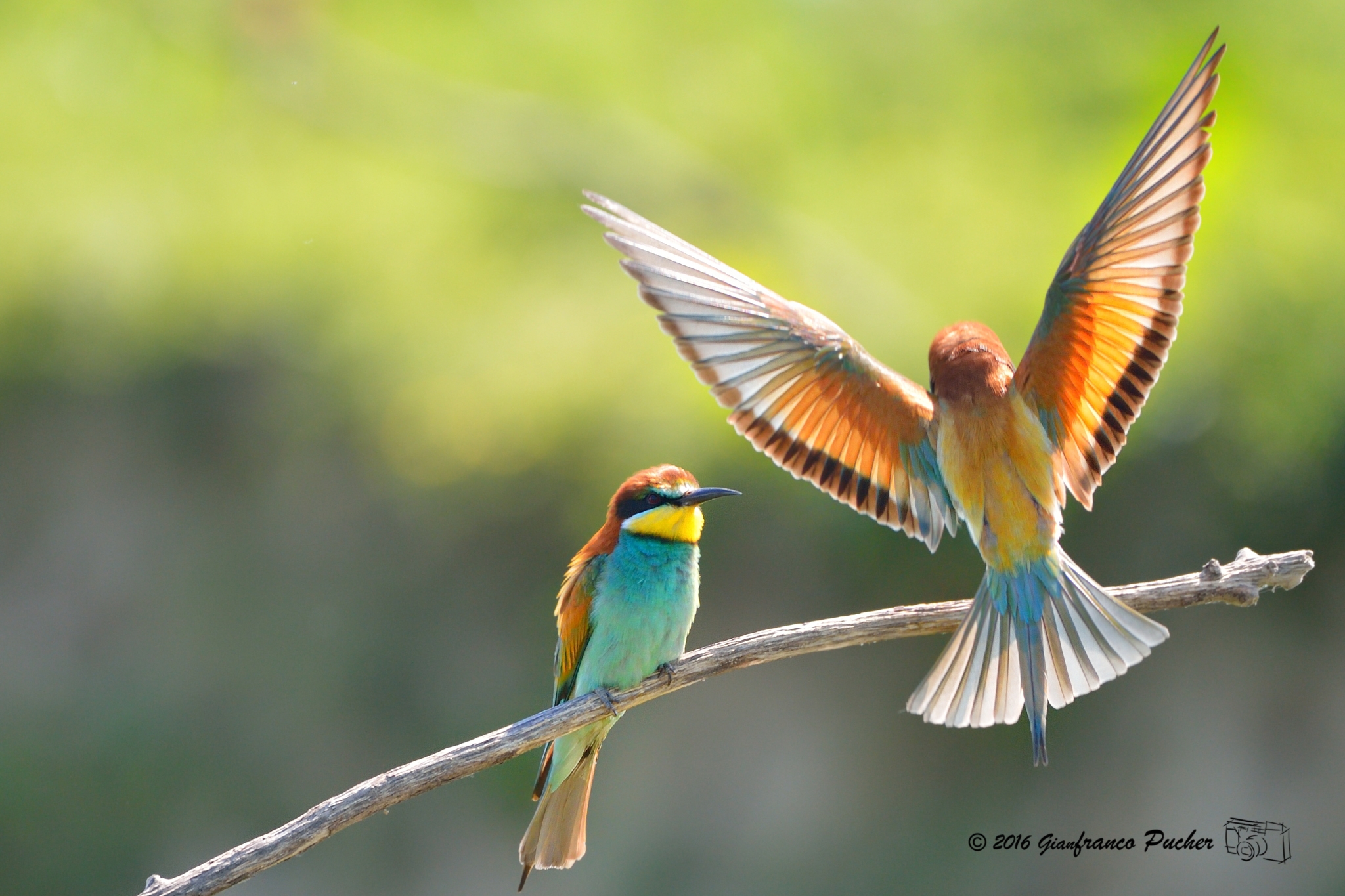 bee-eaters