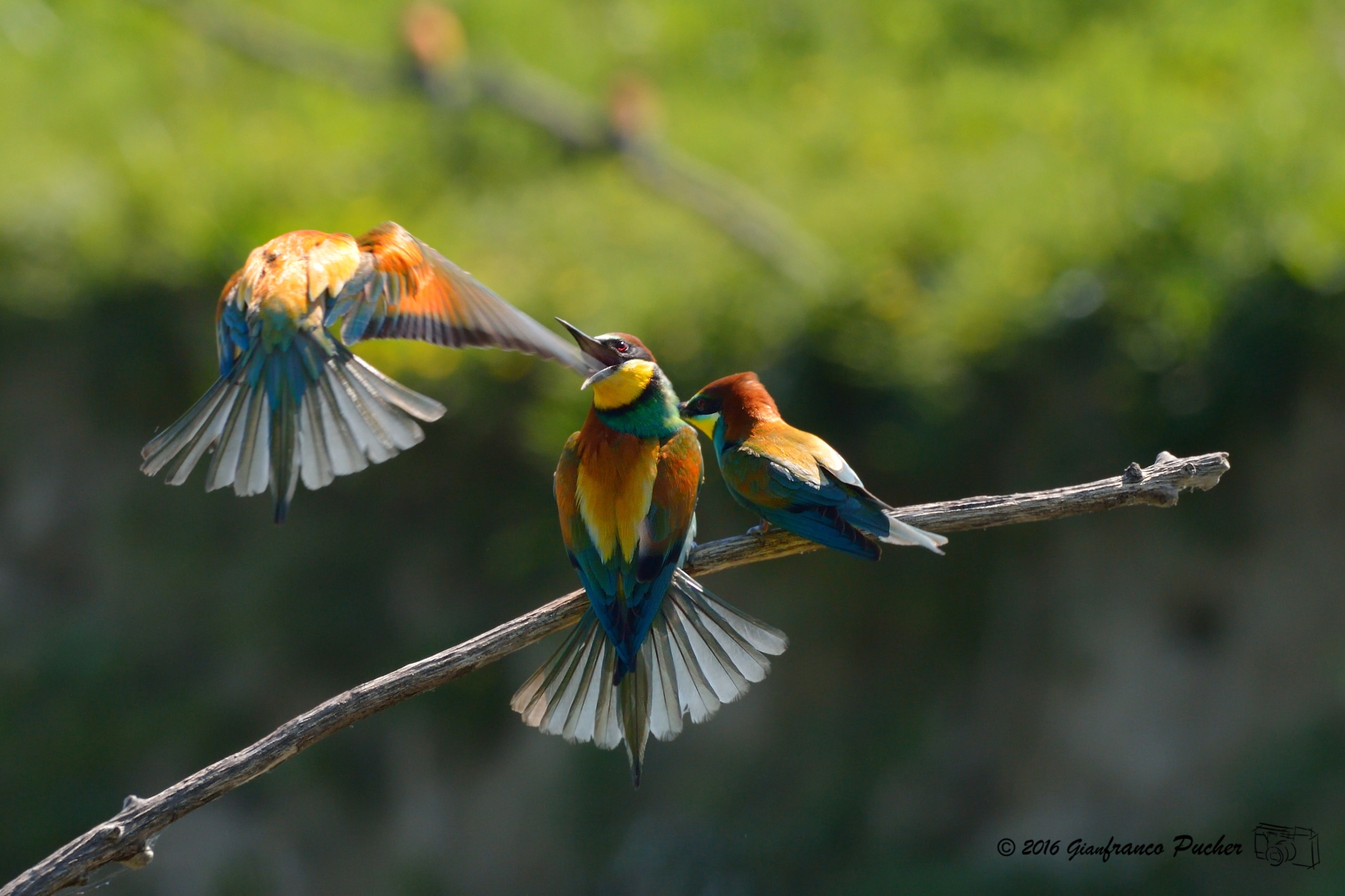 bee-eaters