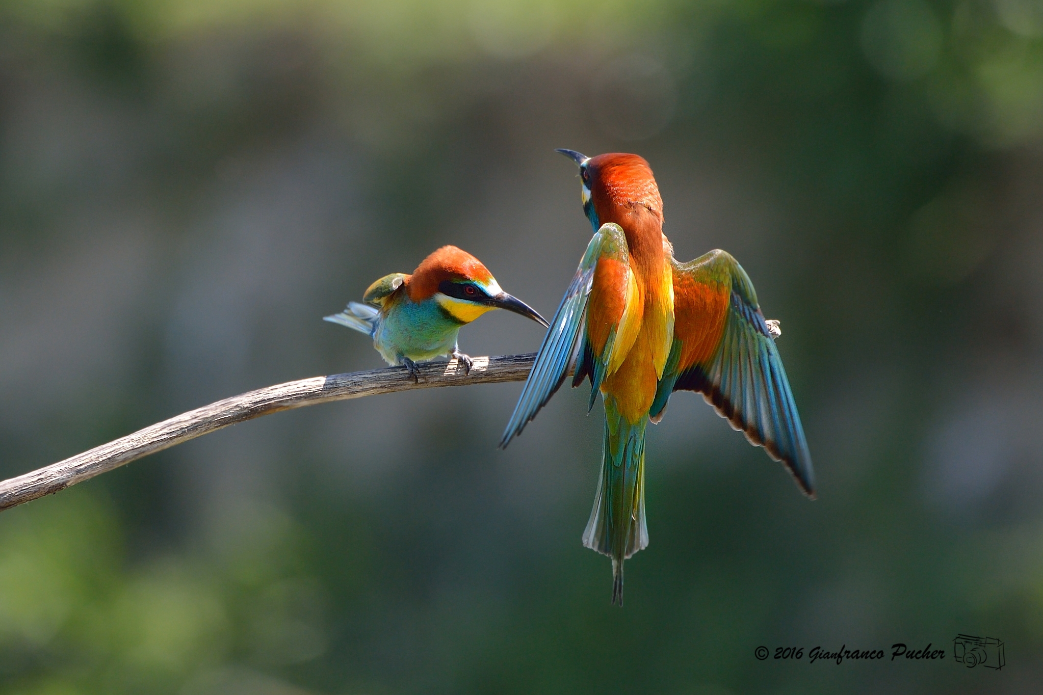 bee-eaters