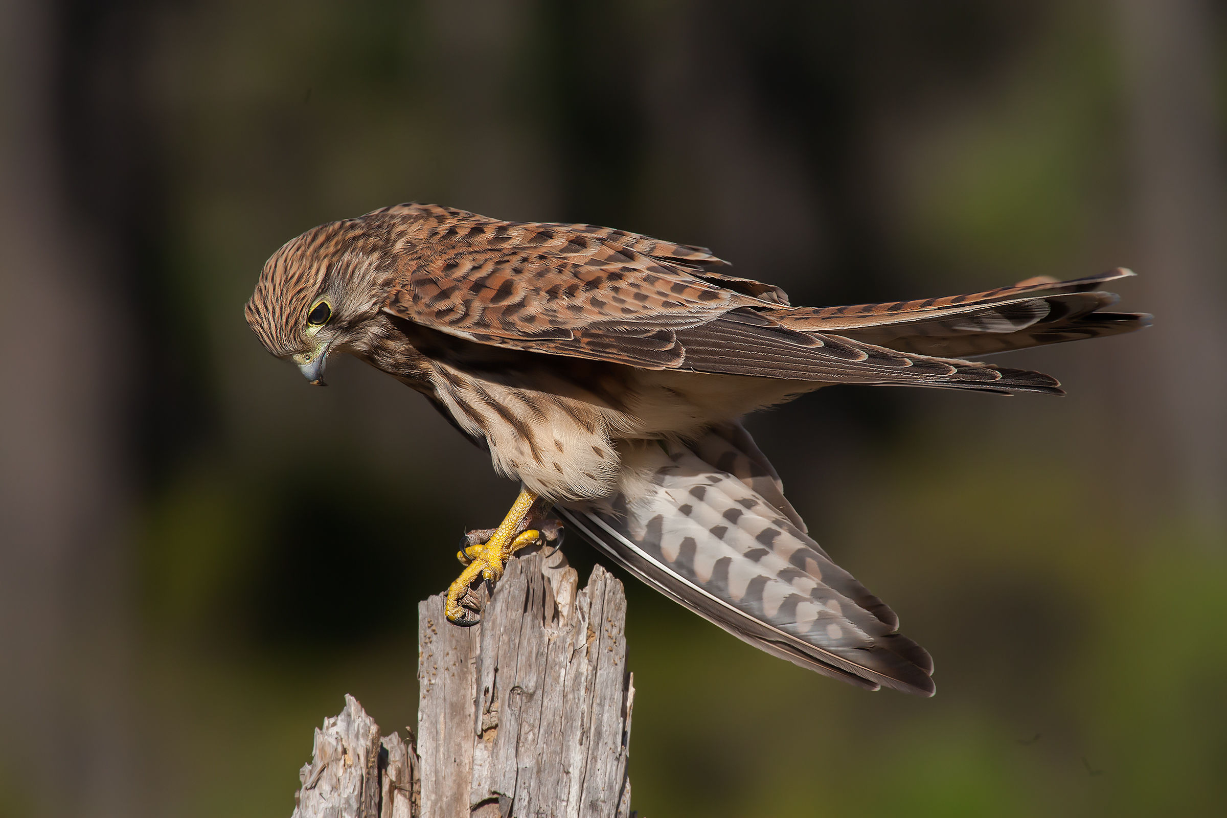 Kestrel - the little hurt -