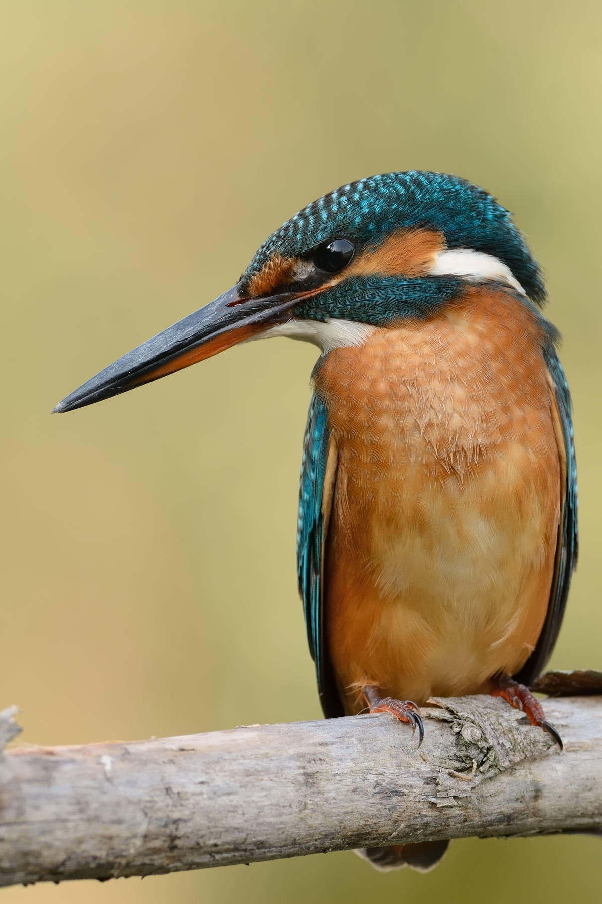 Young martina posing.