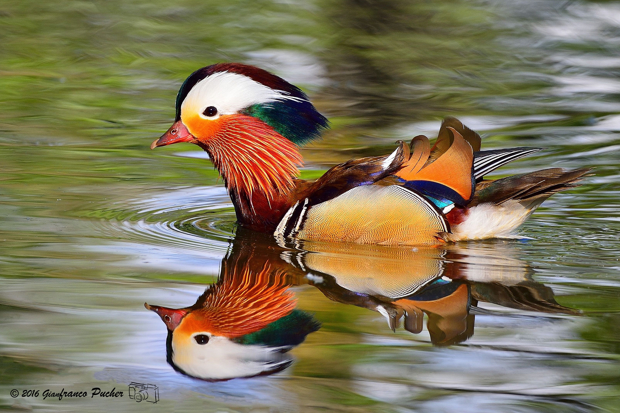 mandarin duck
