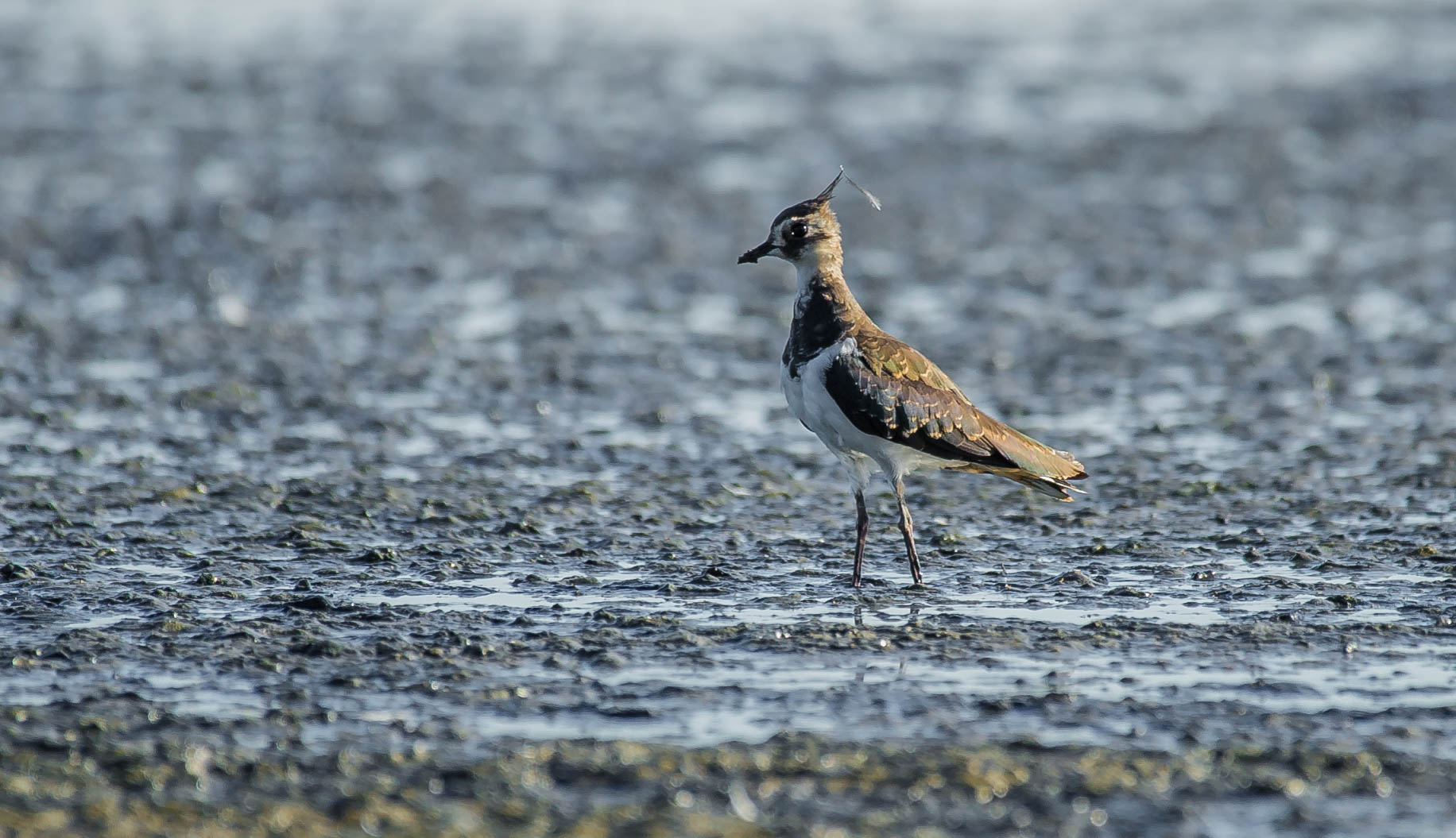 lapwing